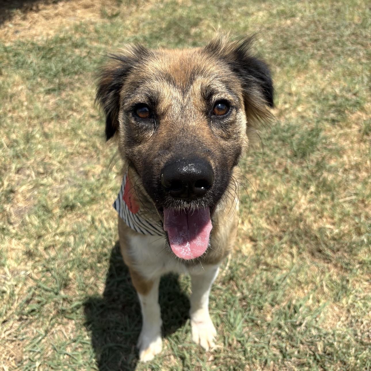 Enlarge Lainey, a Adopted mixed breed in Pilot Point, TX image 2/2