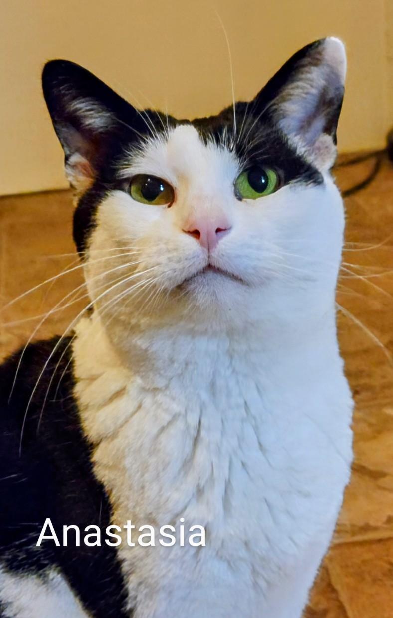 Anastasia, Adoptable, Adult Female Domestic Short Hair.