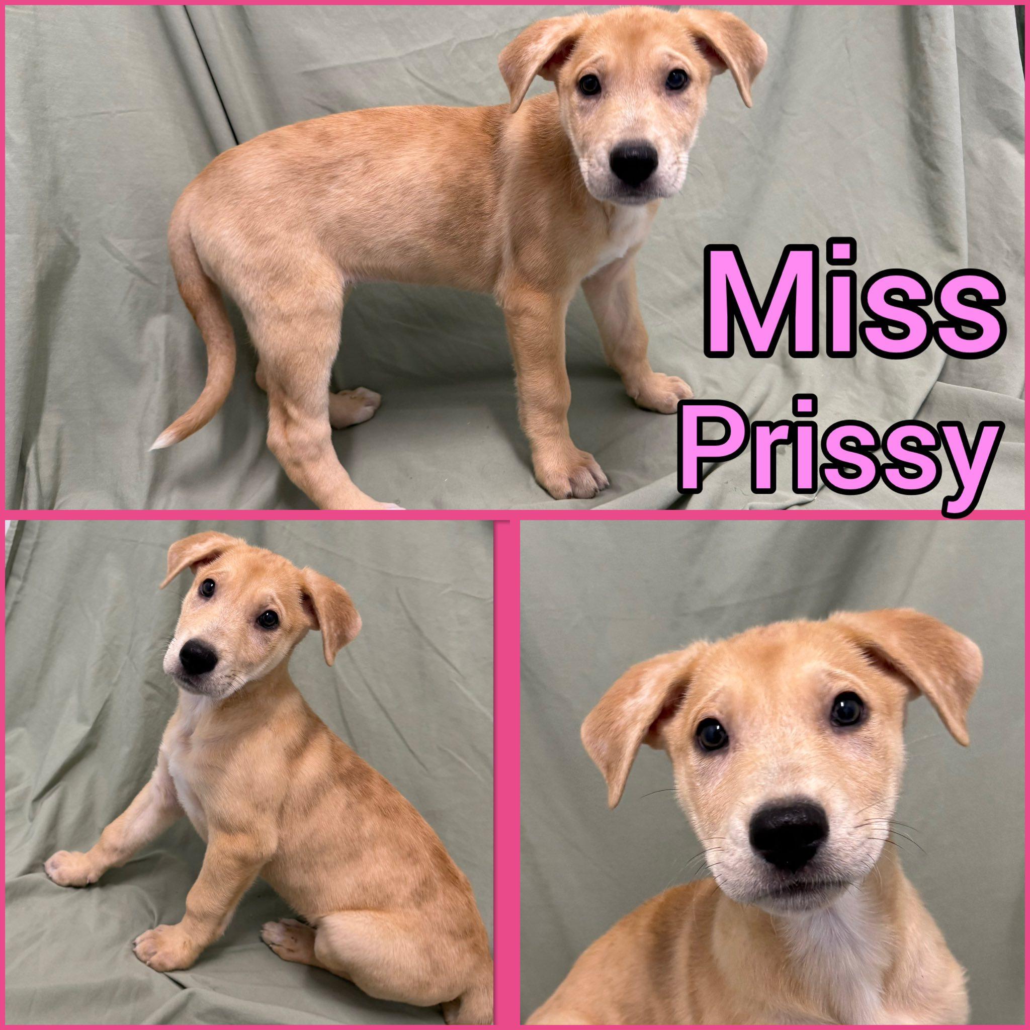 Puppies, adopted, Puppy Female Great Dane & German Shepherd Dog.