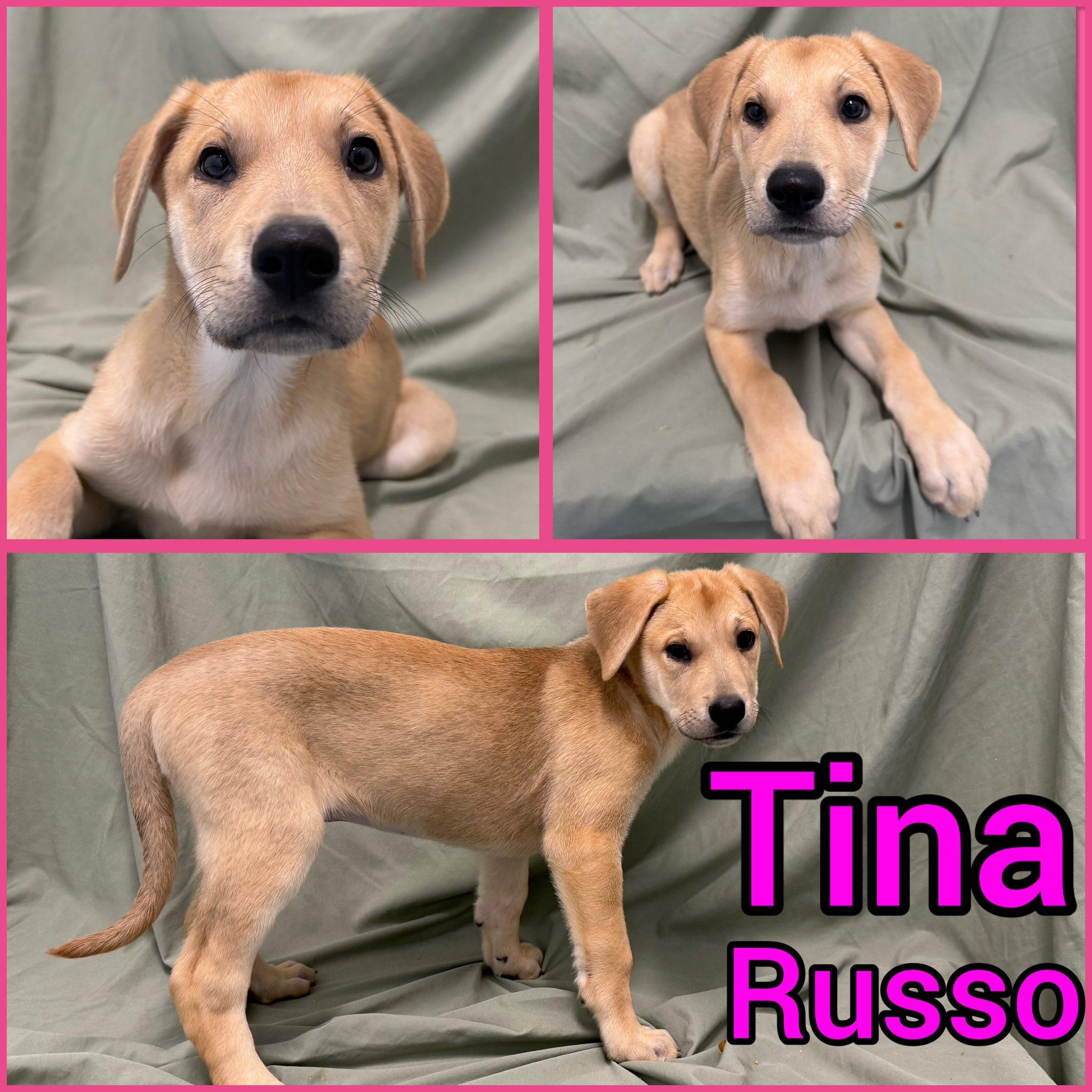 Enlarge Puppies, an adopted mixed breed in Springfield, VT image 2/4