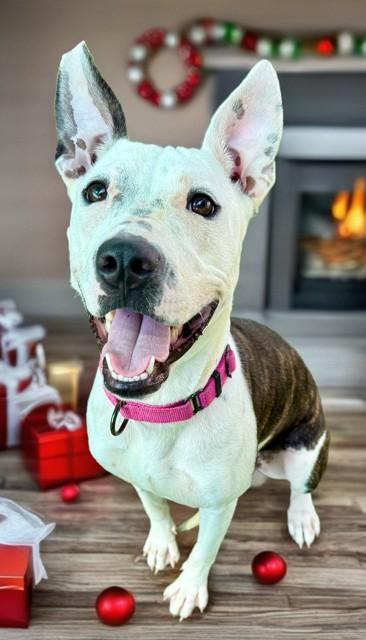 VIOLA, Adoptable, Young Female Pit Bull Terrier & Mixed Breed.
