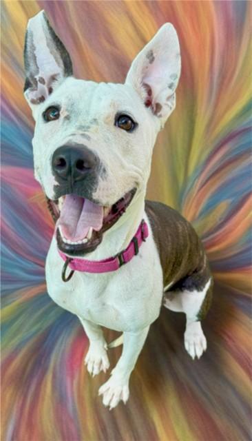 VIOLA, Adoptable, Young Female Pit Bull Terrier & Mixed Breed.