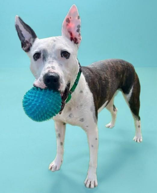 VIOLA, Adoptable, Young Female Pit Bull Terrier & Mixed Breed.
