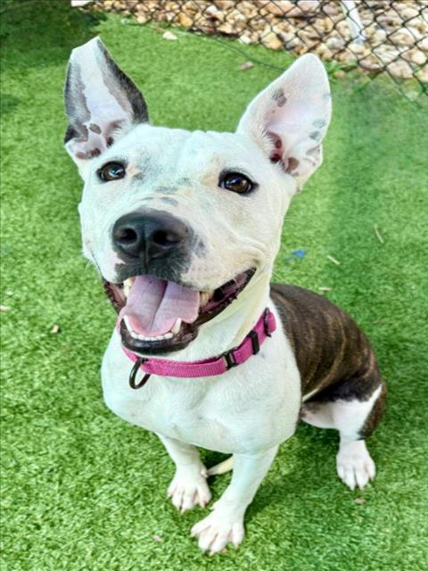 VIOLA, Adoptable, Young Female Pit Bull Terrier & Mixed Breed.