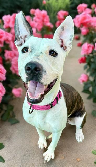 Enlarge VIOLA, a Adoptable mixed breed in Sarasota, FL image 1/1