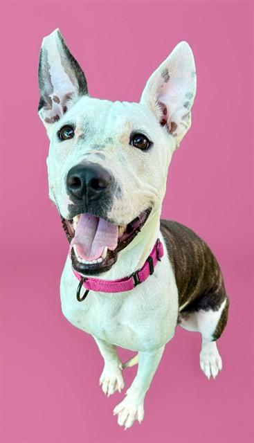 VIOLA, Adoptable, Young Female Pit Bull Terrier & Mixed Breed.
