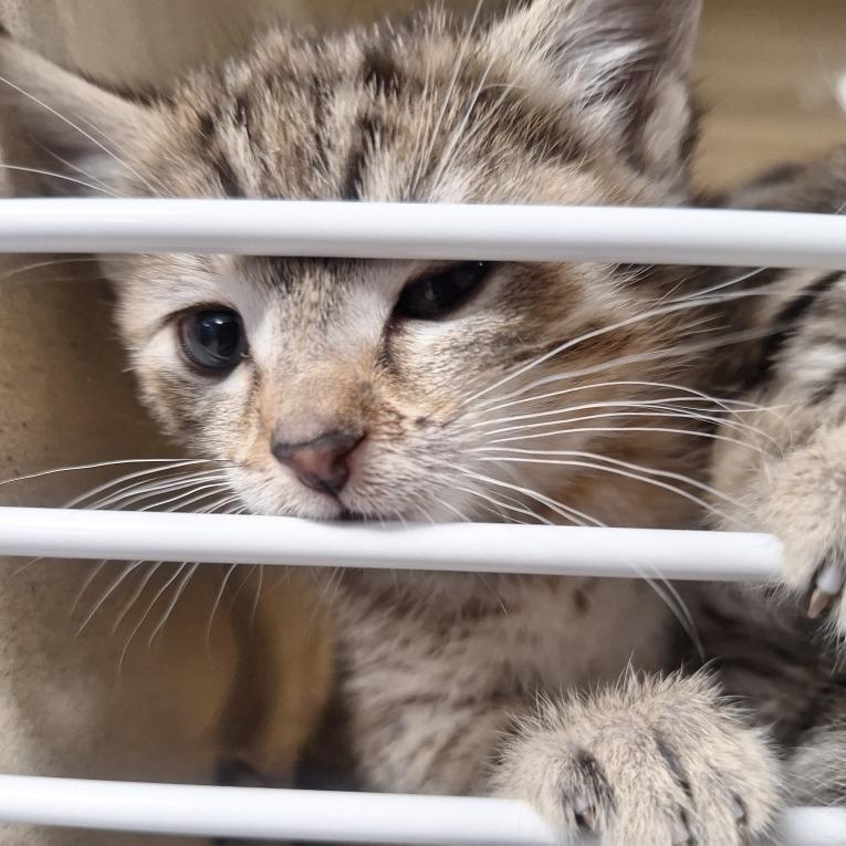 Liza, Adoptable, Kitten Female Domestic Short Hair.
