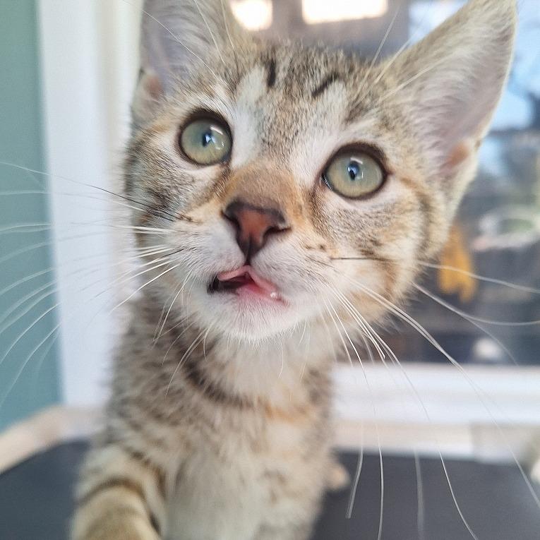 Liza, a Adoptable Domestic Short Hair in Attica, NY image 2/3