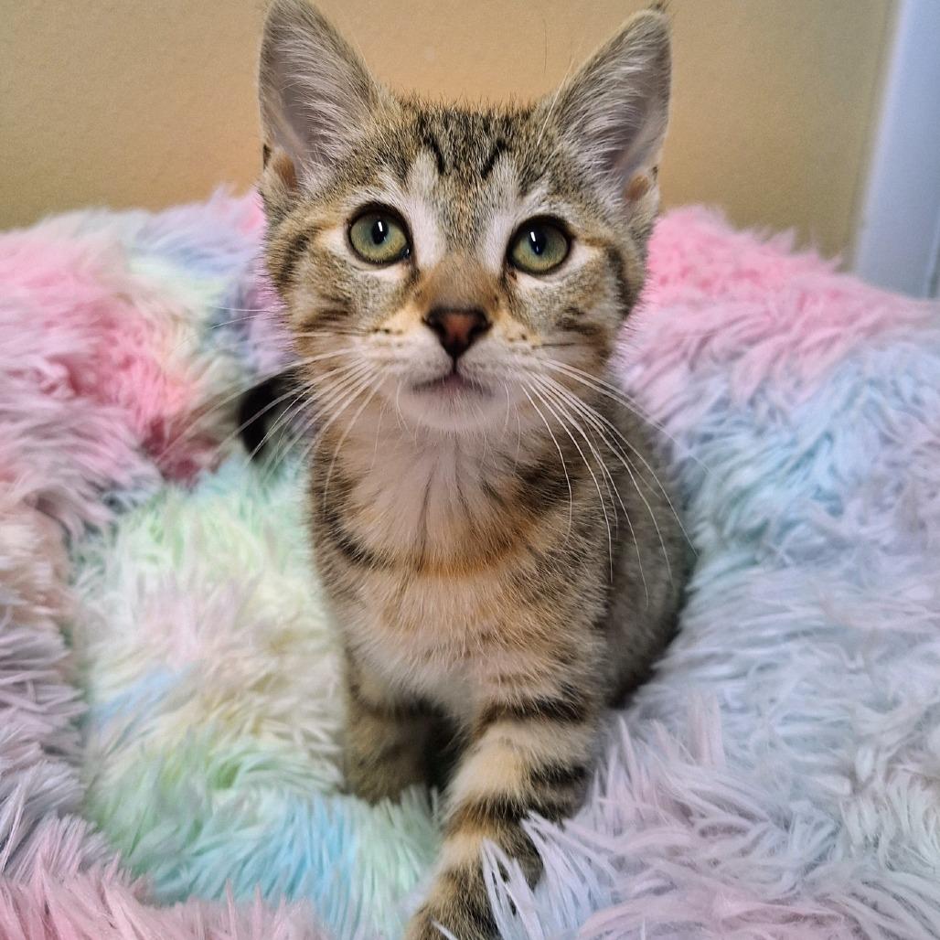 Liza, a Adoptable Domestic Short Hair in Attica, NY image 3/3