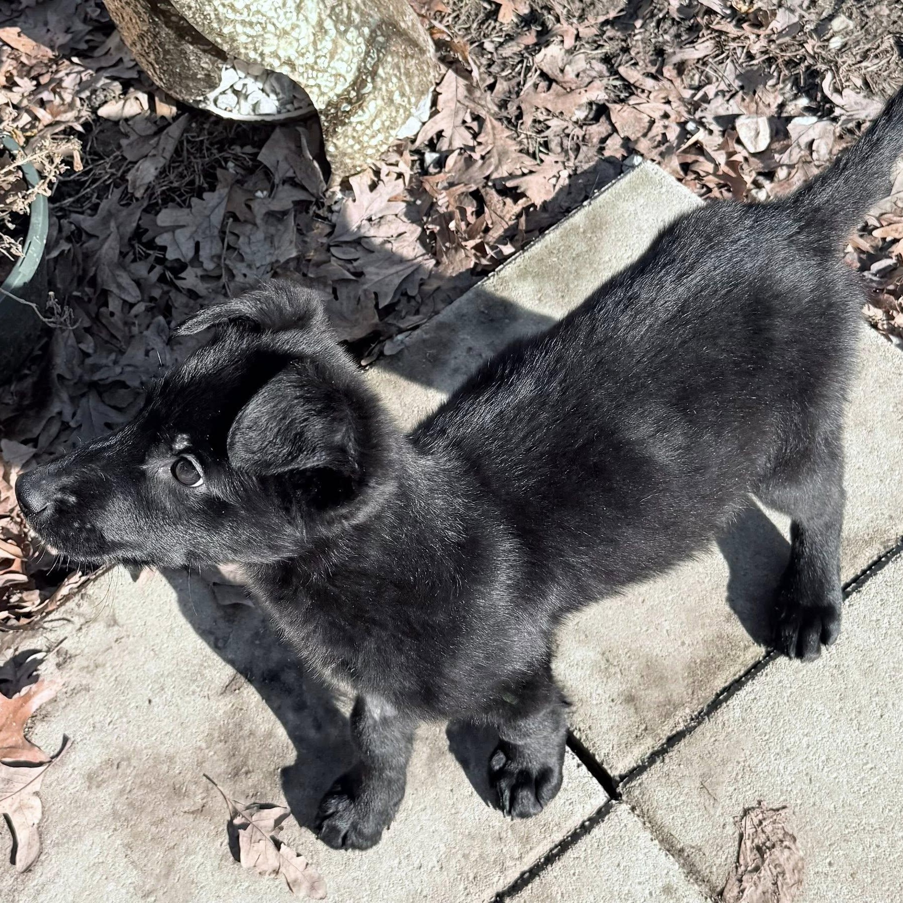 Enlarge Harvey, an adopted mixed breed in Grafton, OH image 2/5