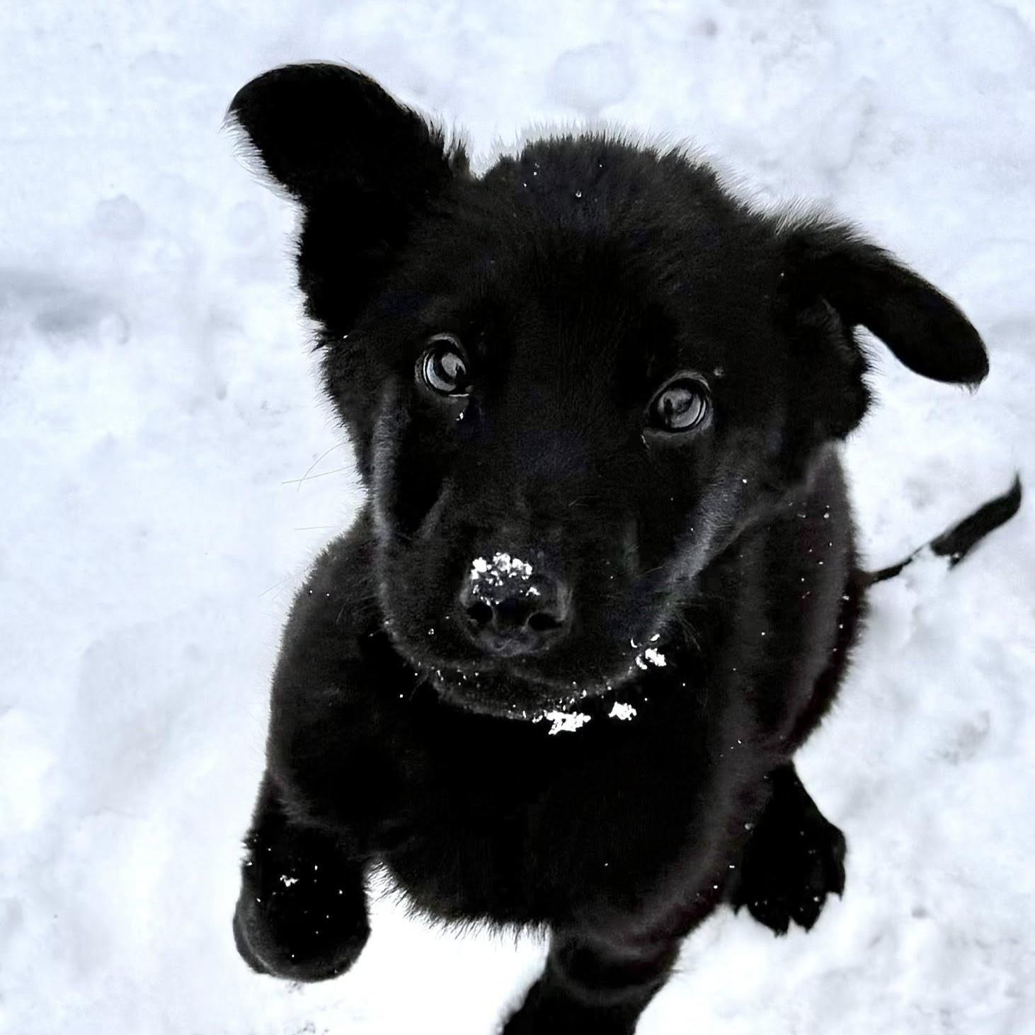 Harvey, adopted, Puppy Male Shepherd.