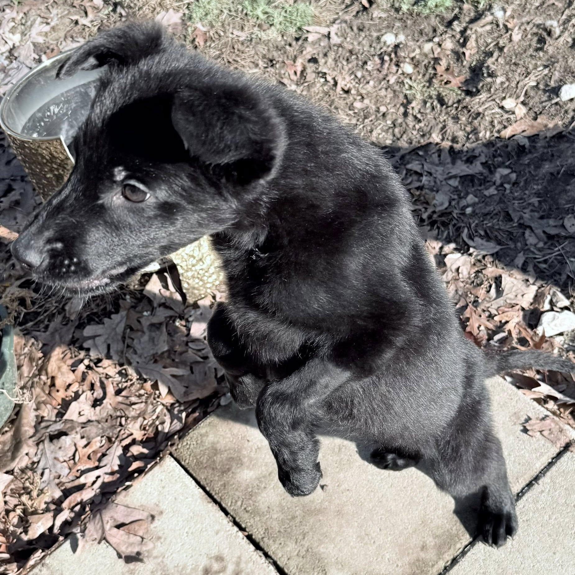 Enlarge Harvey, an adopted mixed breed in Grafton, OH image 3/5