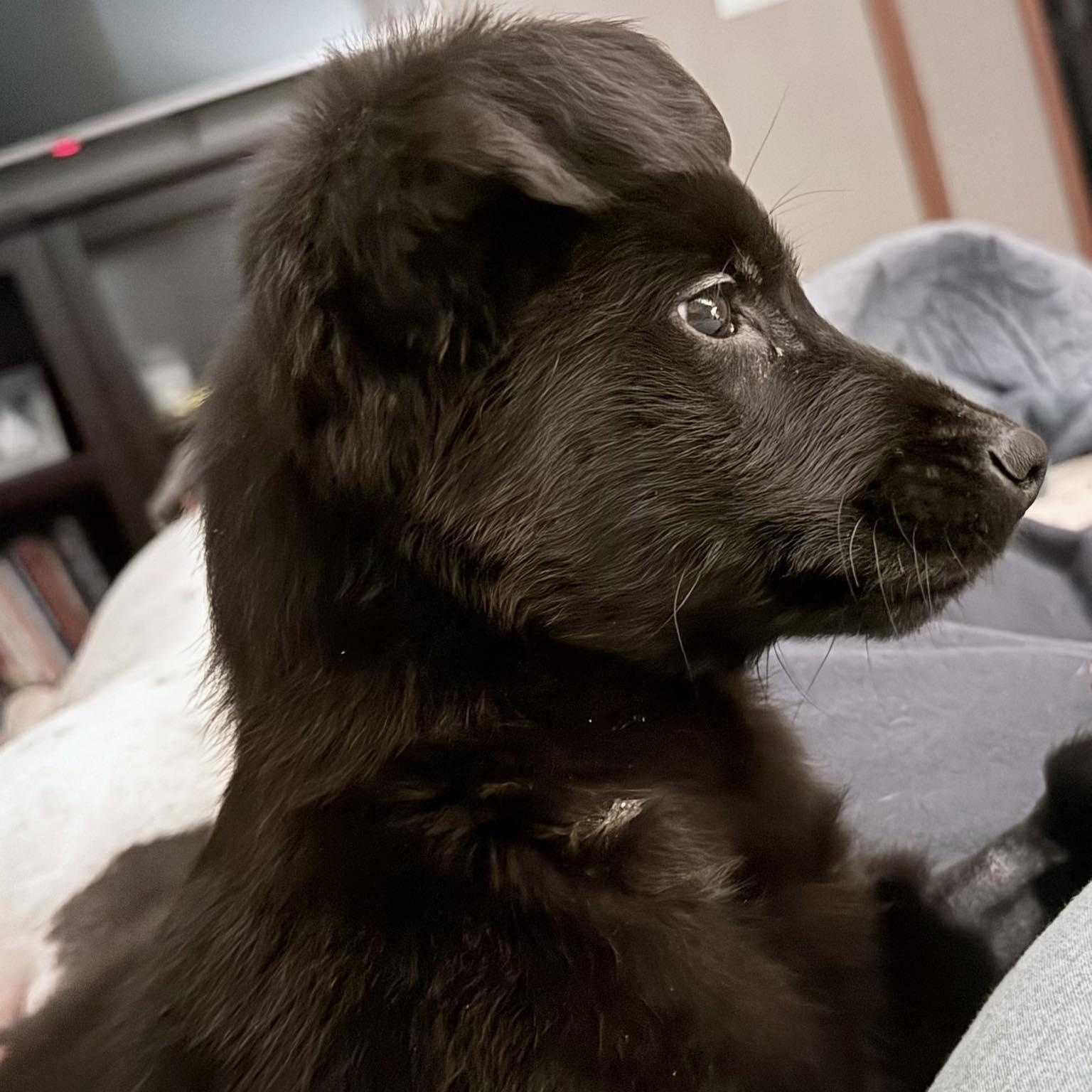 Enlarge Harvey, an adopted mixed breed in Grafton, OH image 5/5