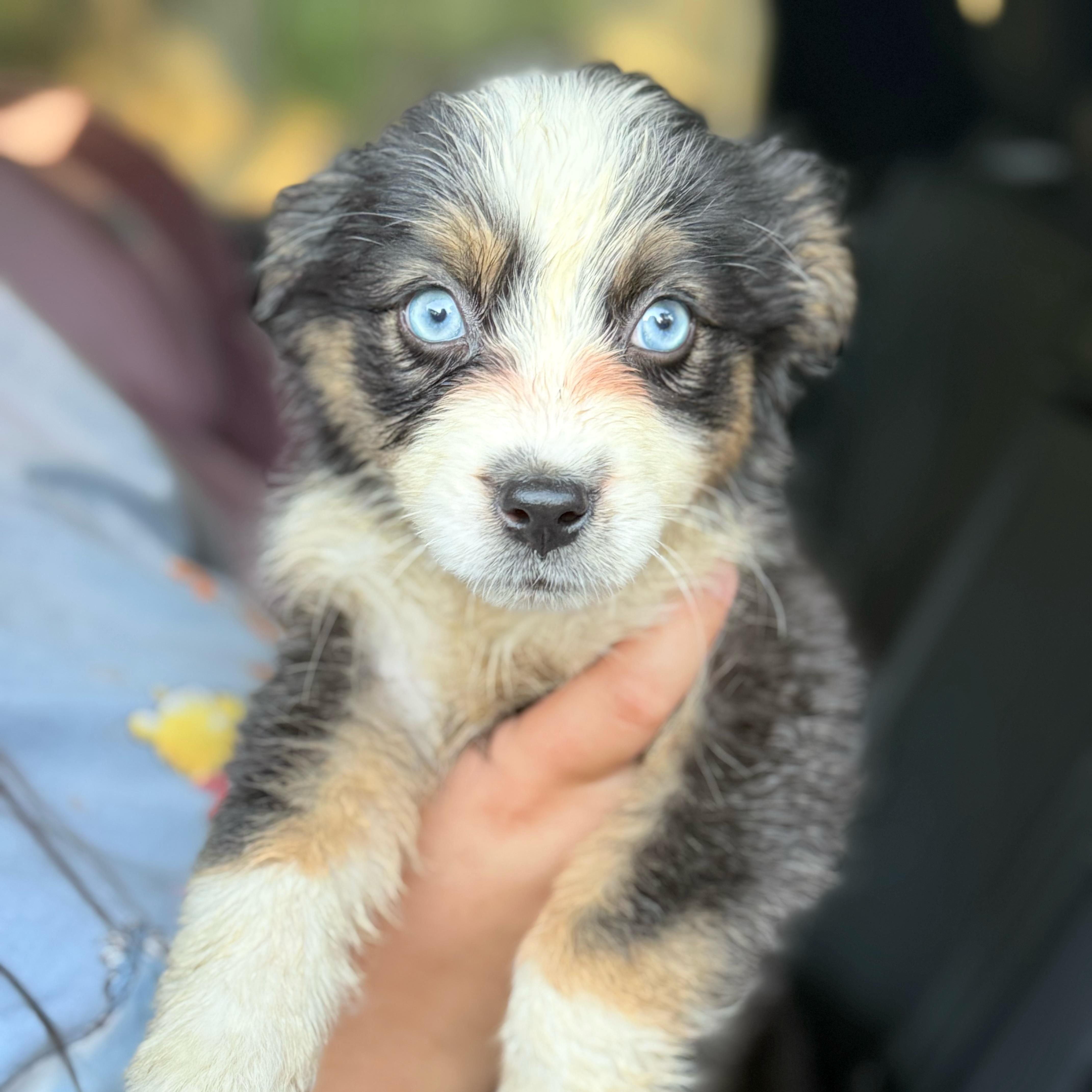 Winnie, Adopted, Puppy Female Australian Shepherd.