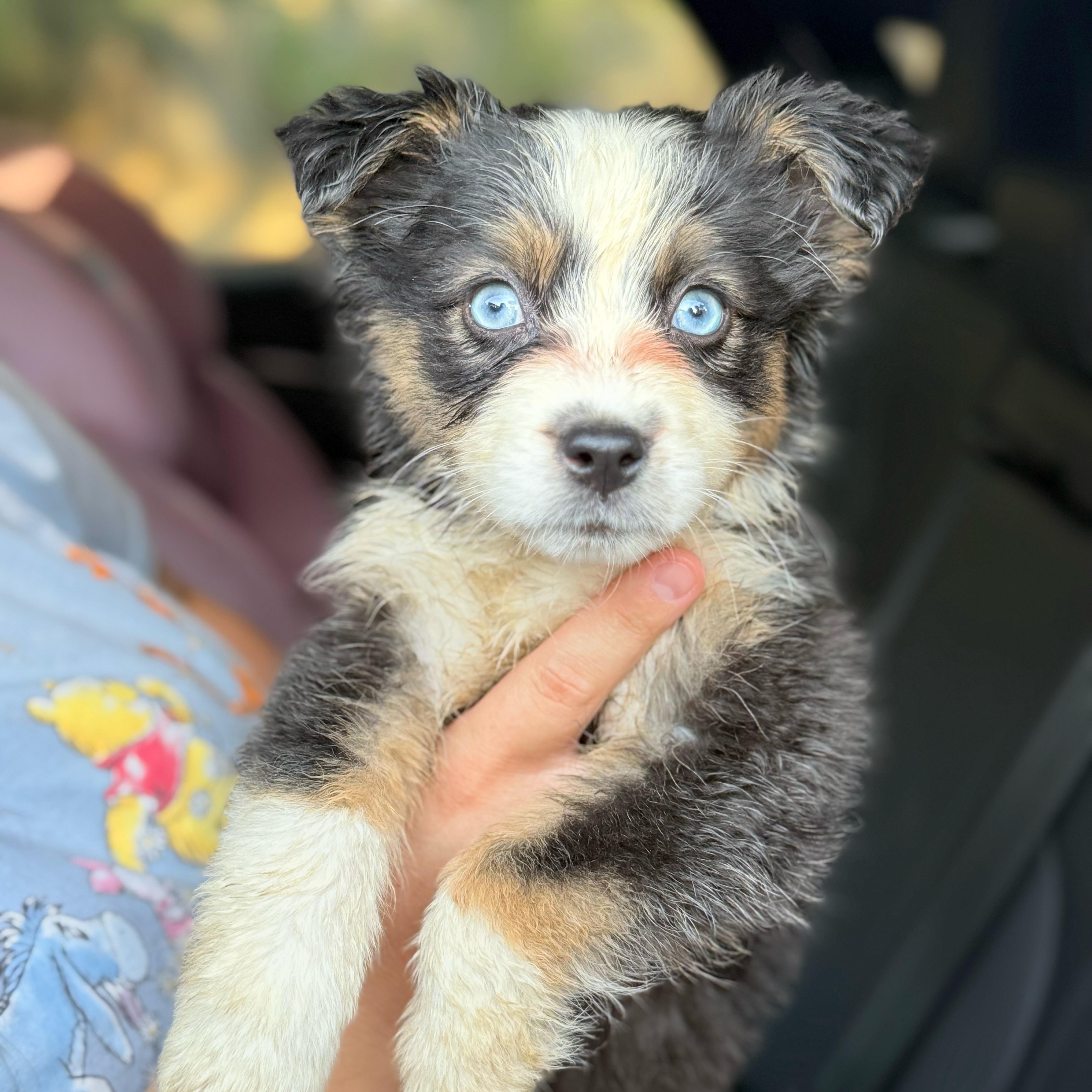 Enlarge Winnie, a Adopted Australian Shepherd in Riverside, CA image 2/2