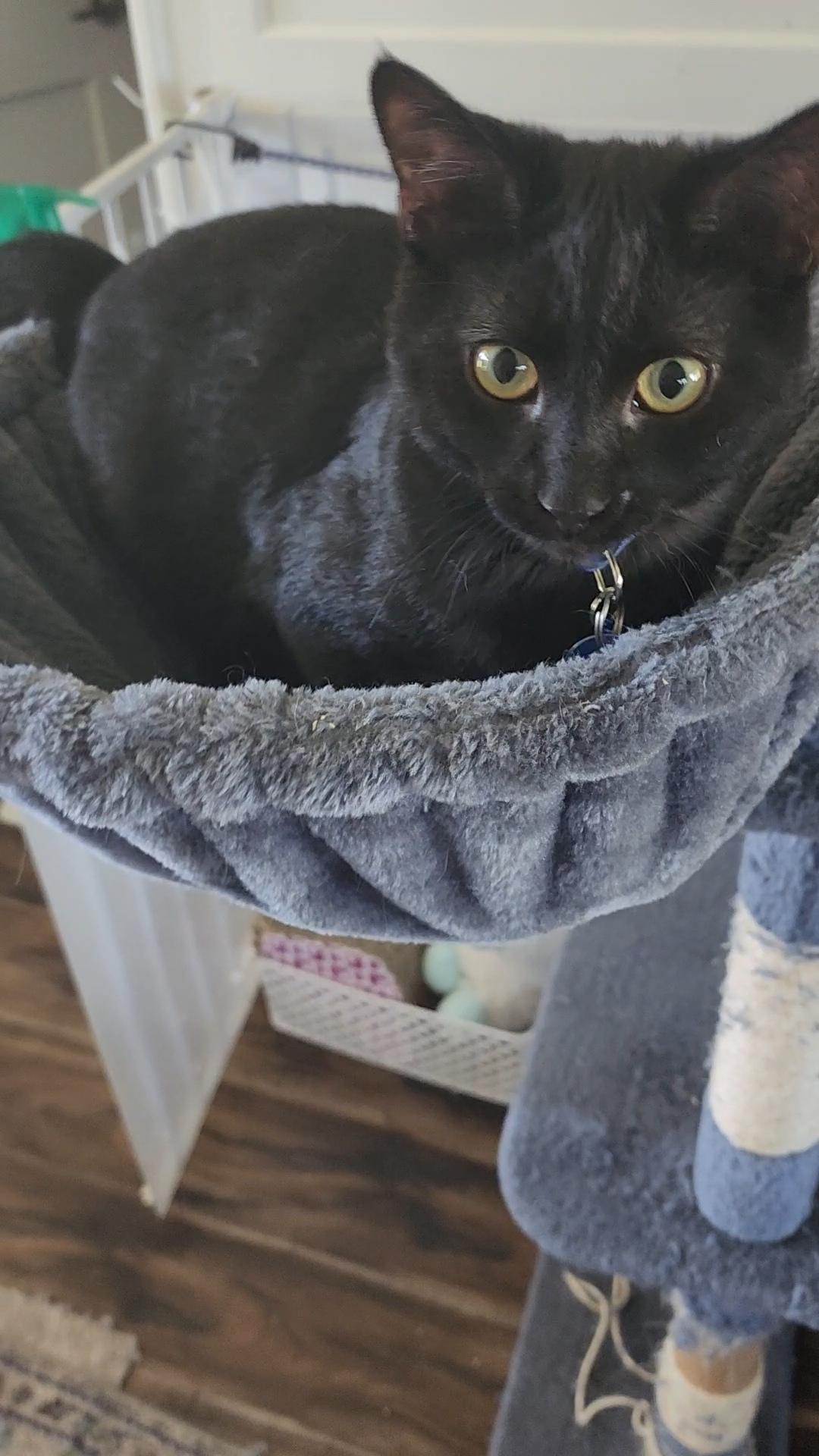 Gerard, an adoptable Domestic Short Hair in Pasco, WA, 99301 | Photo Image 2