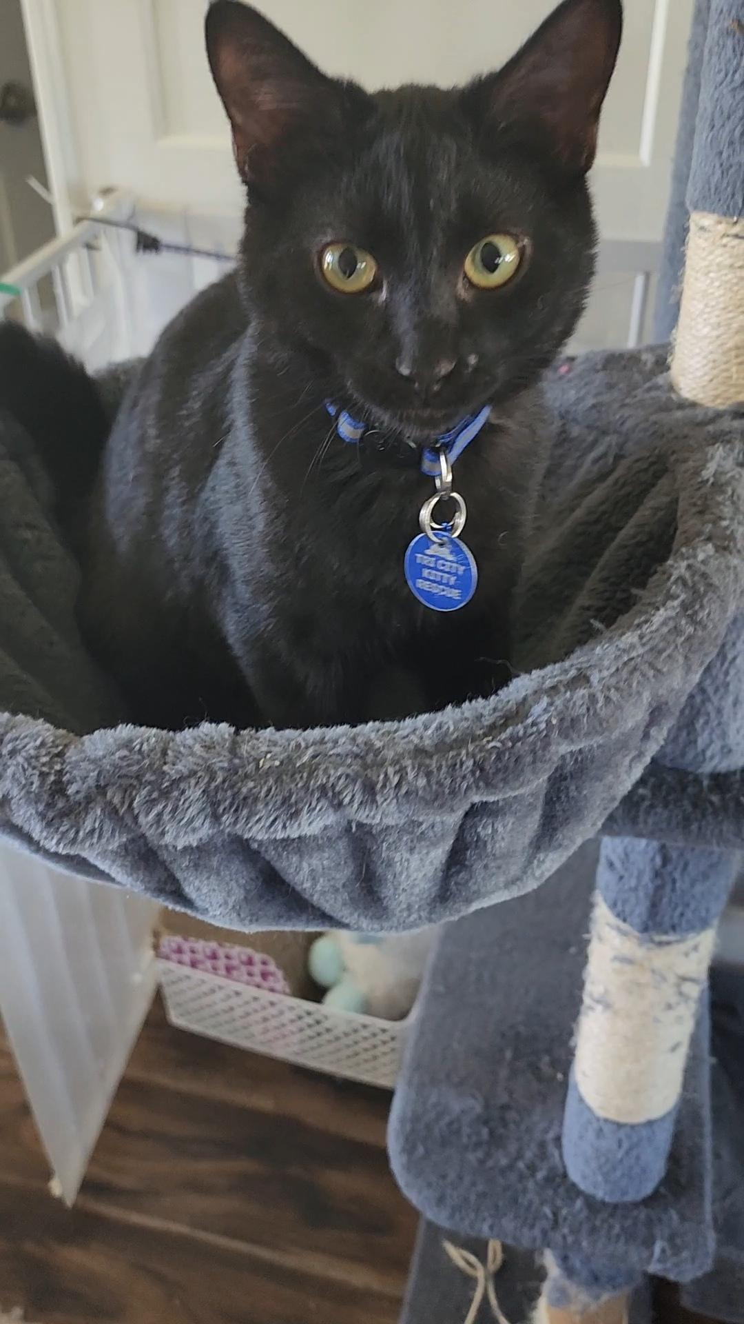 Gerard, an adoptable Domestic Short Hair in Pasco, WA, 99301 | Photo Image 3