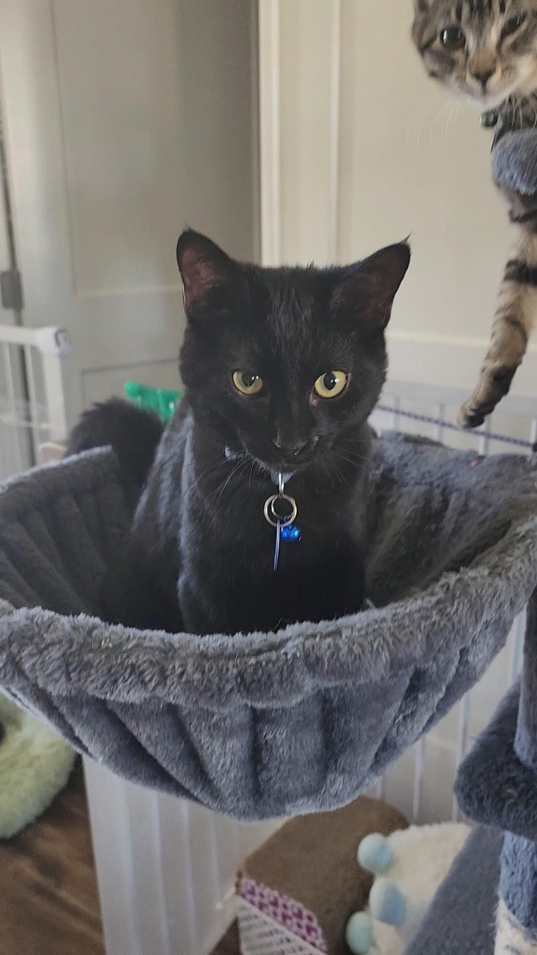 Gerard, an adoptable Domestic Short Hair in Pasco, WA, 99301 | Photo Image 4