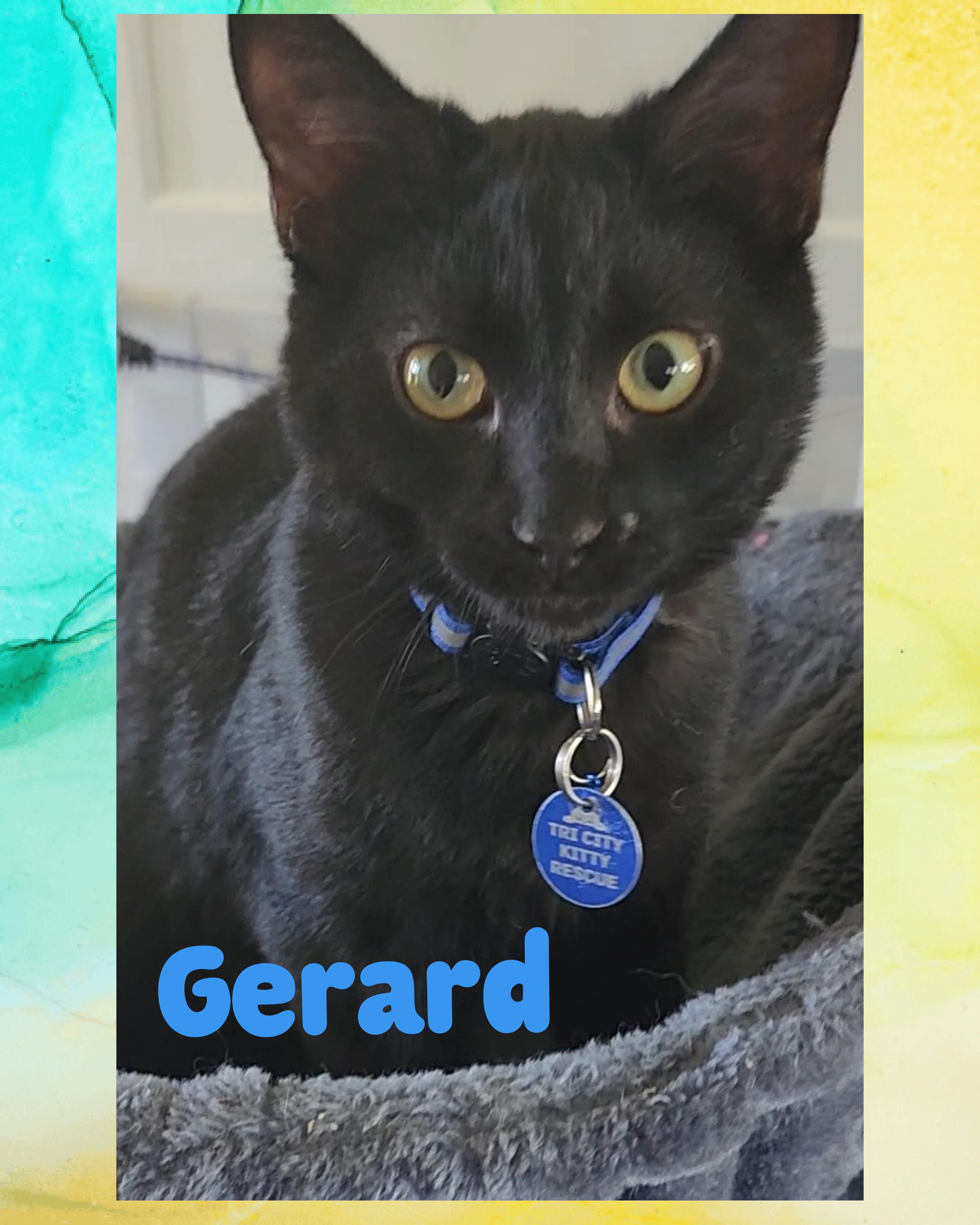Gerard, an adoptable Domestic Short Hair in Pasco, WA, 99301 | Photo Image 1