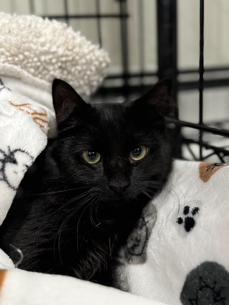 Enlarge Thackery Binx, a Adoptable Domestic Short Hair in Lake Grove, NY image 1/1