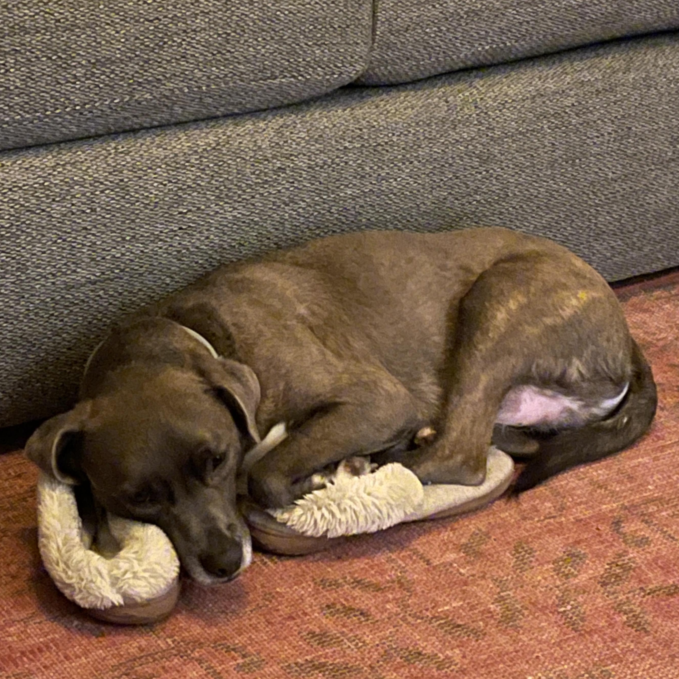 Enlarge Banjo, a Adoptable mixed breed in Burbank, CA image 3/6