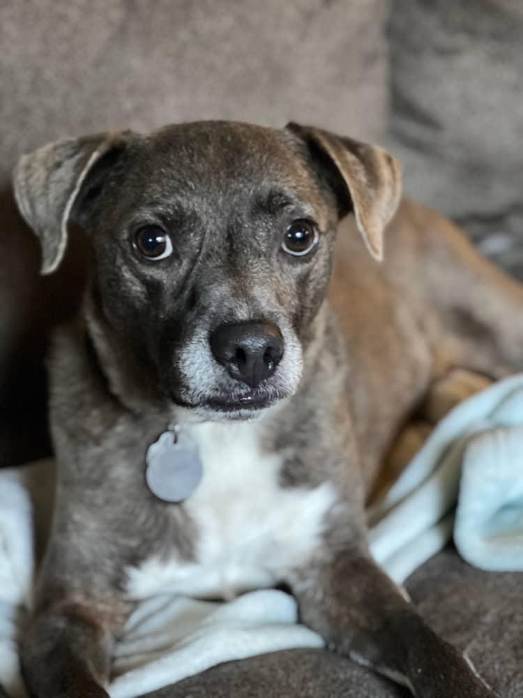 Enlarge Banjo, a Adoptable mixed breed in Burbank, CA image 5/6