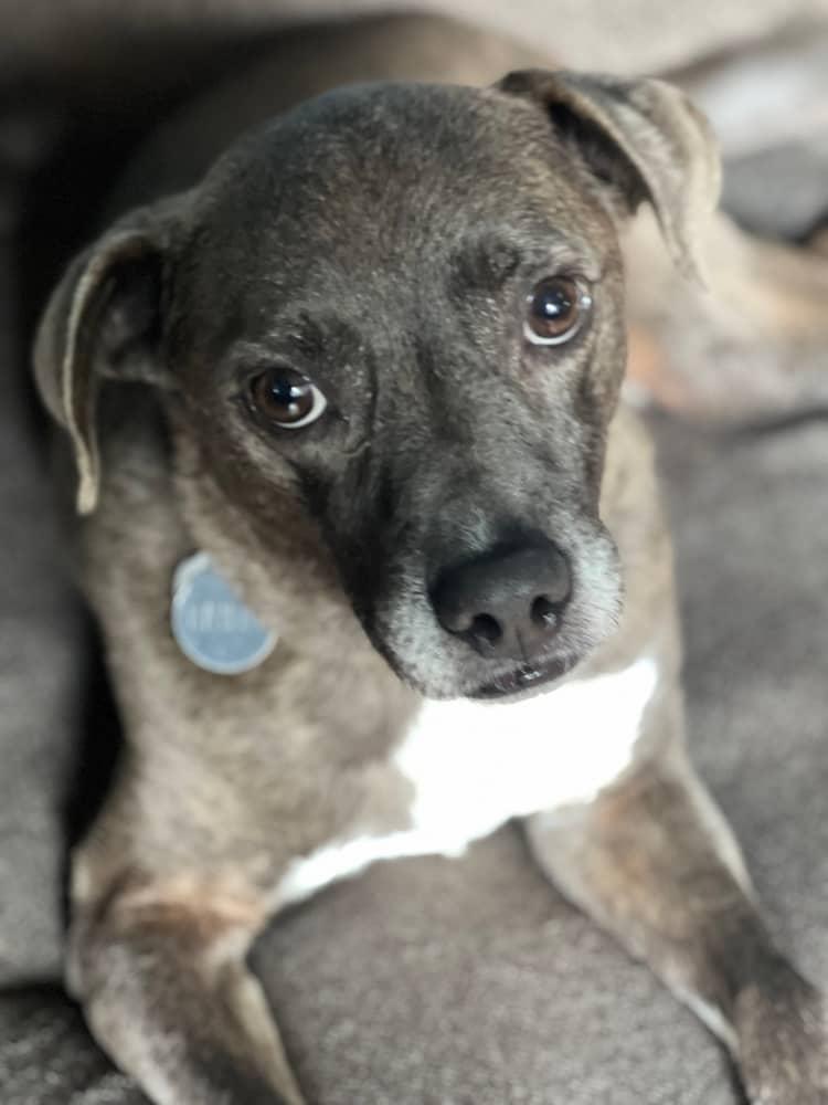 Banjo, Adoptable, Adult Male Whippet & Pit Bull Terrier.