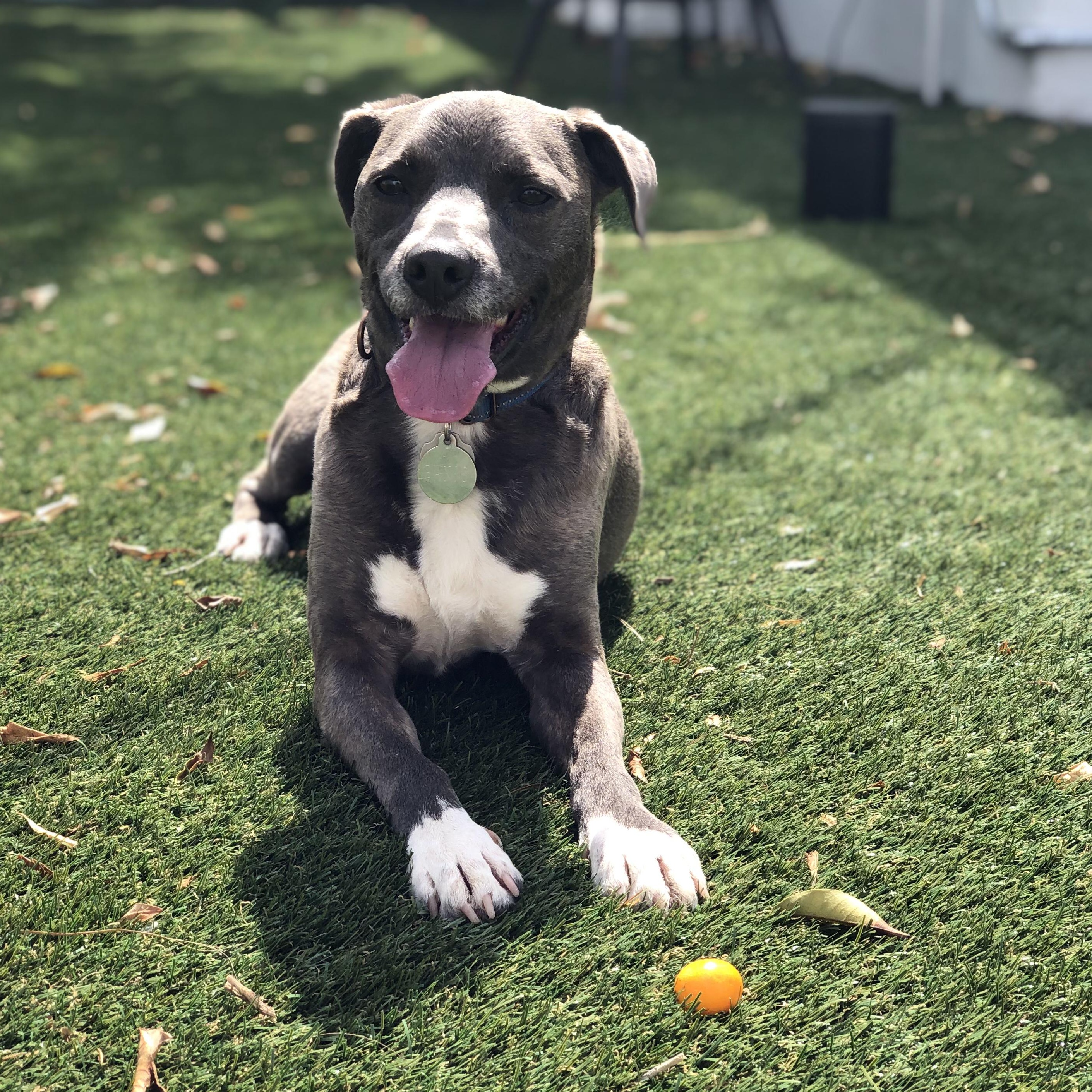 Enlarge Banjo, a Adoptable mixed breed in Burbank, CA image 2/6