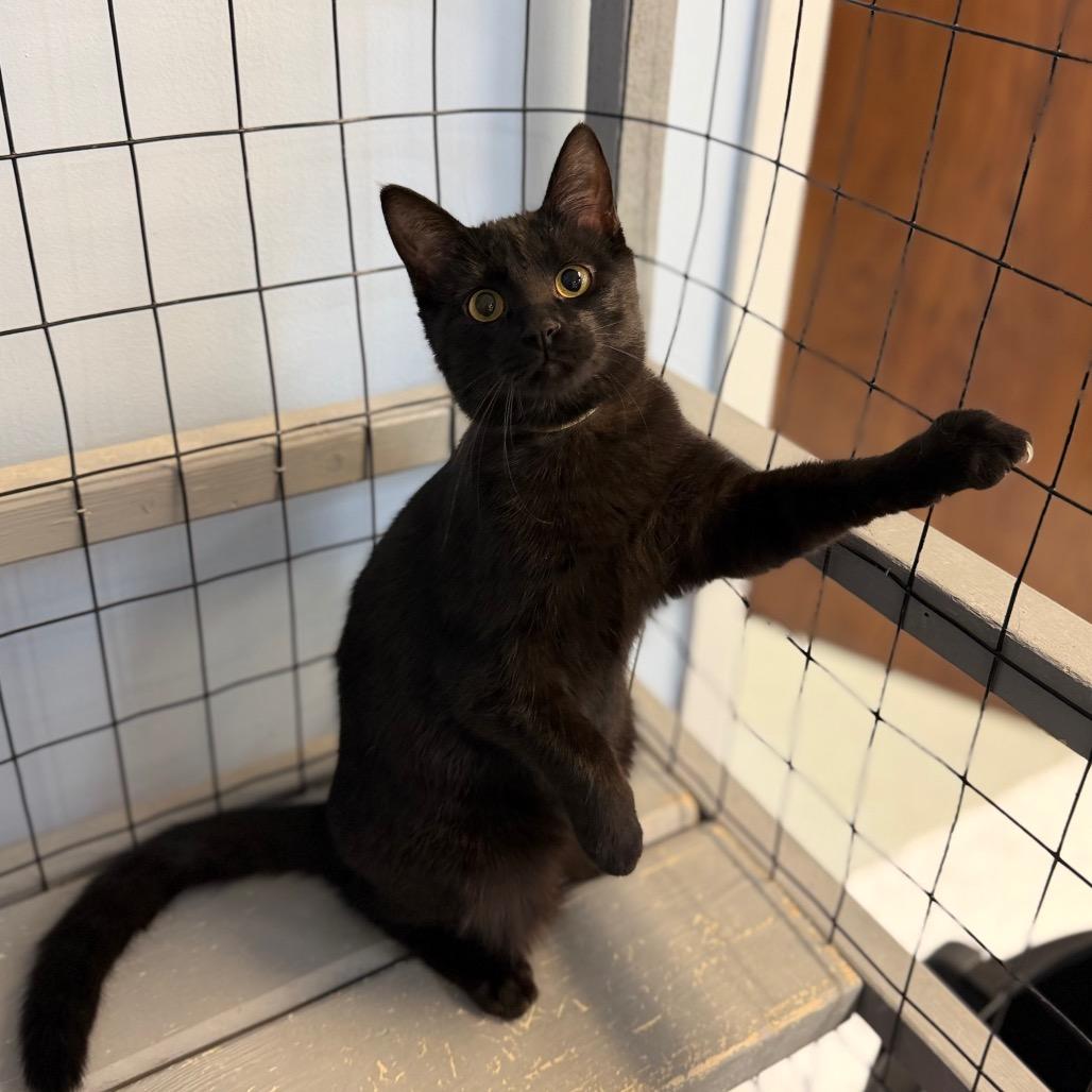 Leona&Lyle, Adoptable, Young Female Domestic Short Hair.