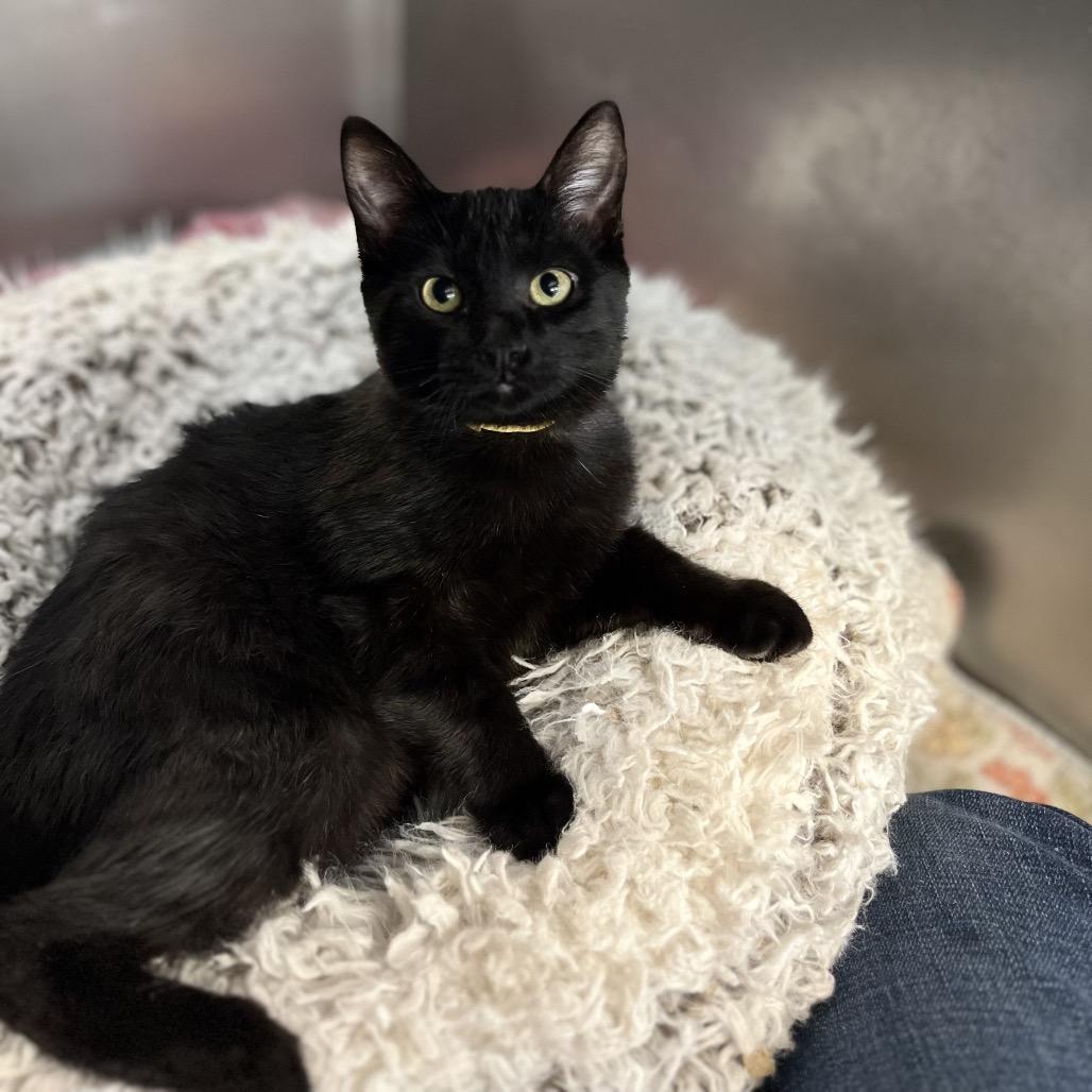 Enlarge Leona, a Adoptable Domestic Short Hair in Portage, MI image 1/1