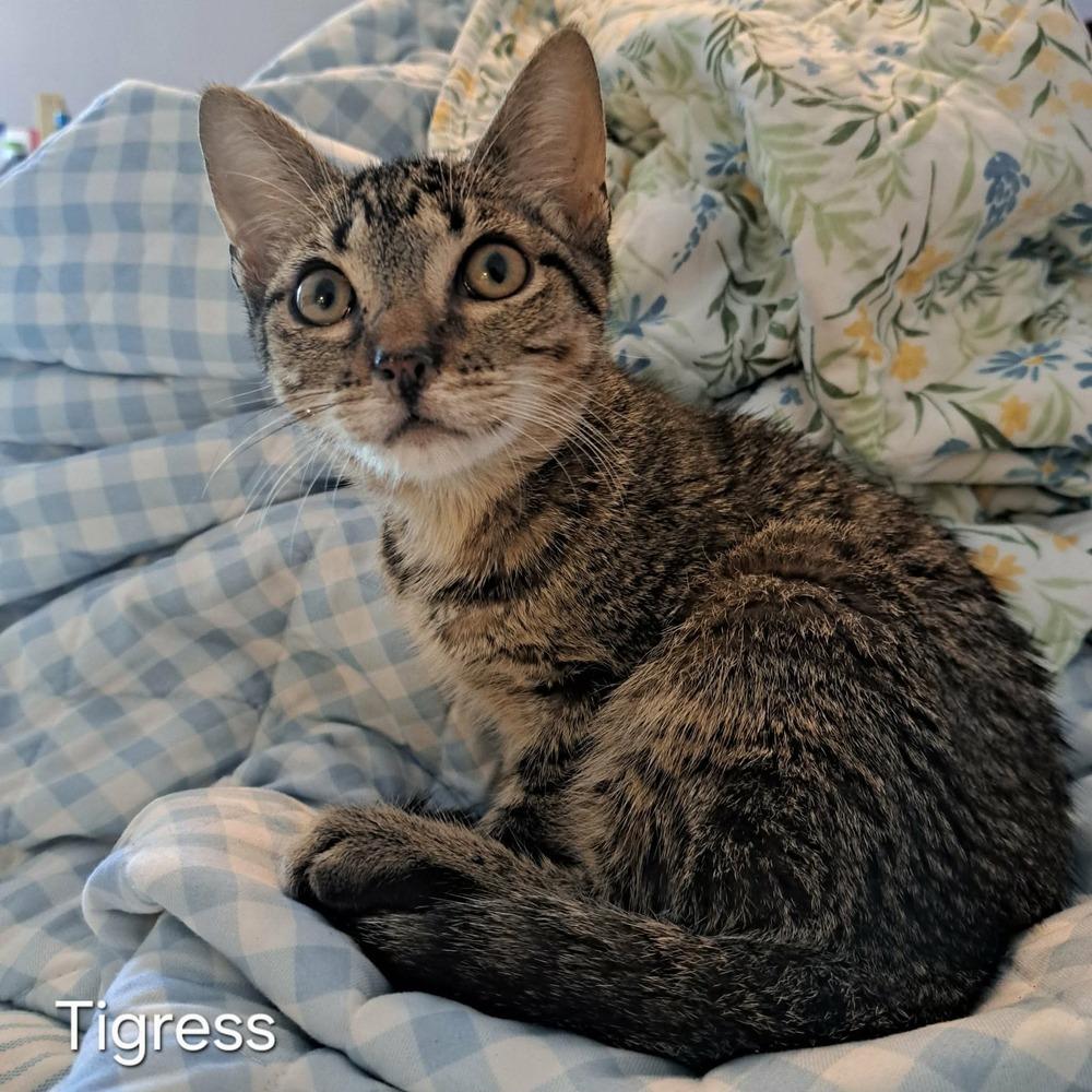 Adventurous Tigress, Adoptable, Kitten Female Domestic Short Hair.