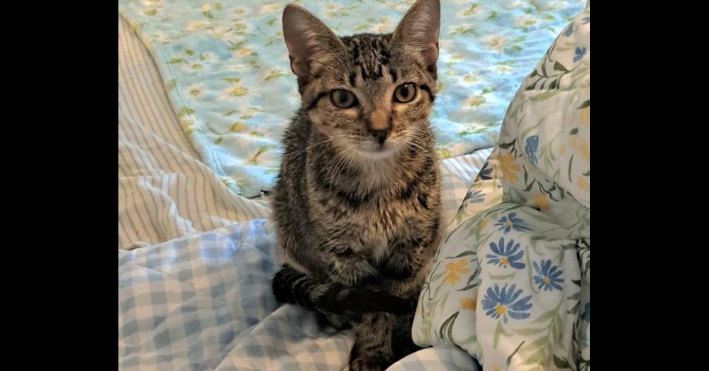 Enlarge Adventurous Tigress, a Adoptable mixed breed in Groveland, MA image 2/6