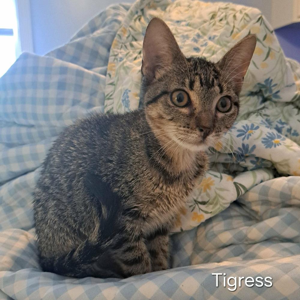 Enlarge Adventurous Tigress, a Adoptable mixed breed in Groveland, MA image 3/6