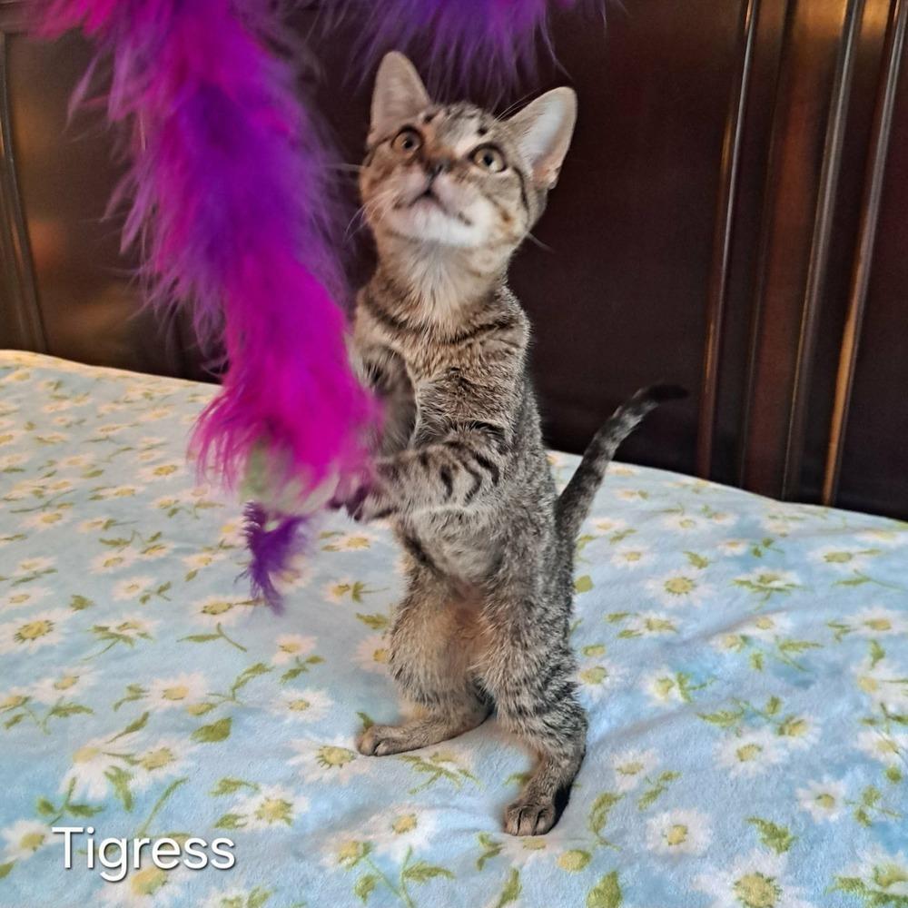 Enlarge Adventurous Tigress, a Adoptable mixed breed in Groveland, MA image 4/6