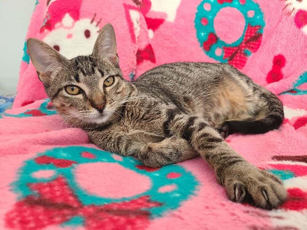 Enlarge Adventurous Tigress, a Adoptable mixed breed in Groveland, MA image 5/6