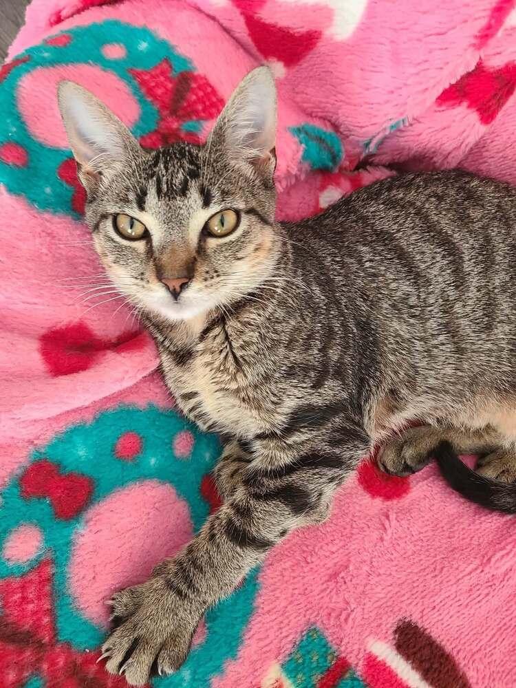 Enlarge Adventurous Tigress, a Adoptable mixed breed in Groveland, MA image 6/6