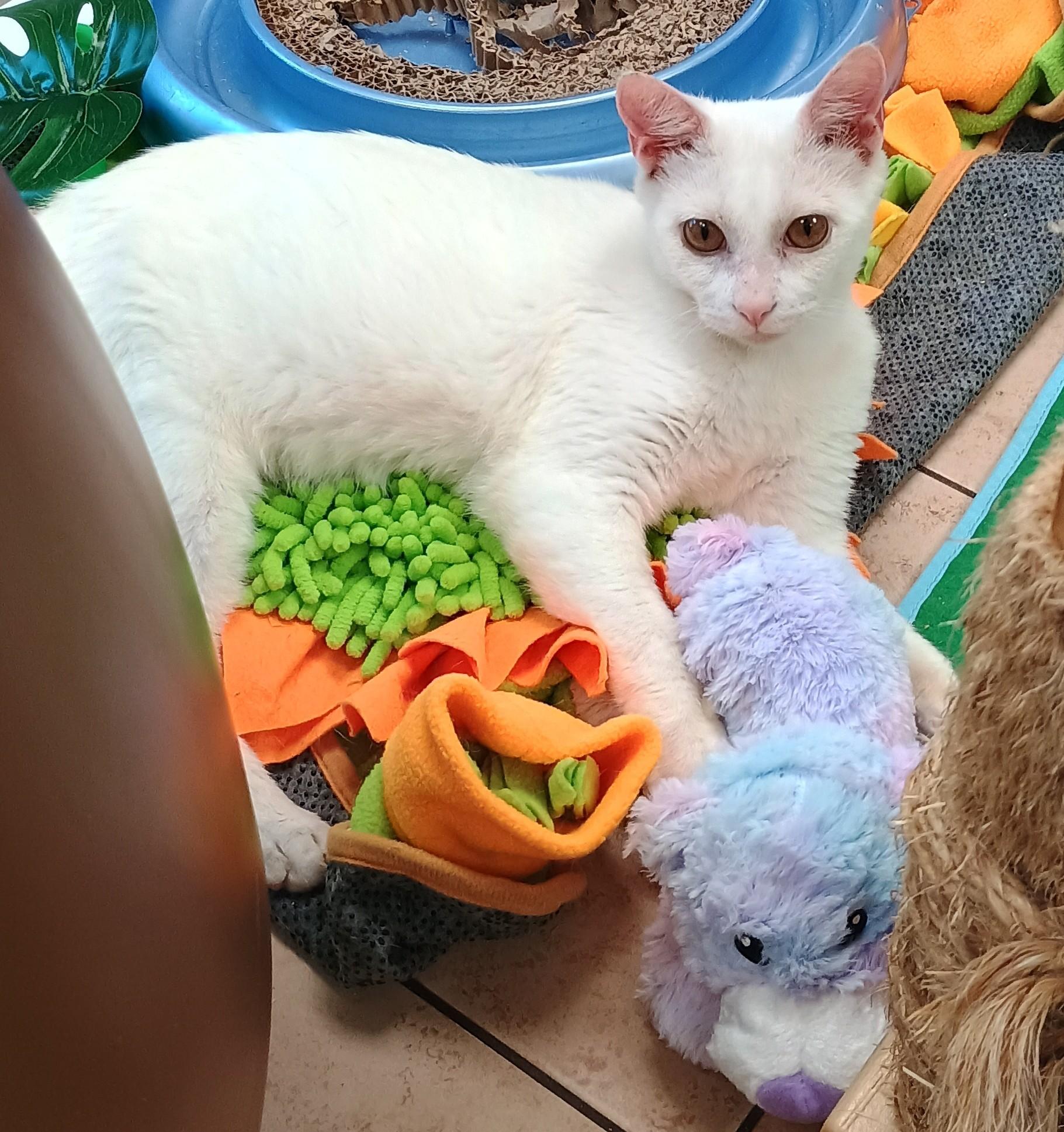 Enlarge Snow White, a Adopted Domestic Short Hair in Madison, TN image 1/1