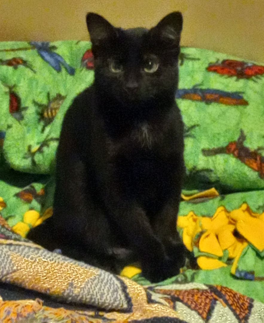 Cecil, Adoptable, Adult Male Domestic Short Hair.