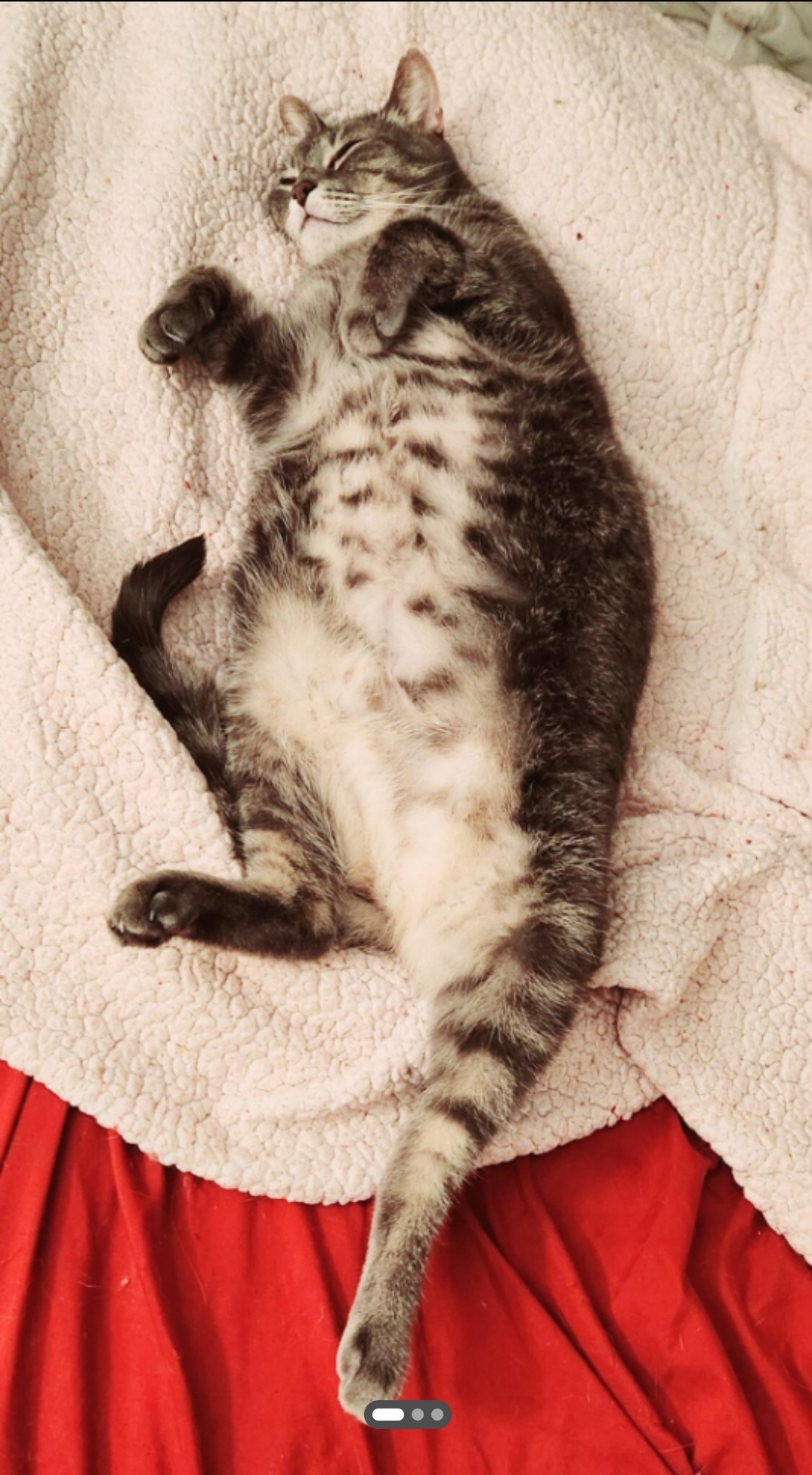 Cleopatra (Cleo)