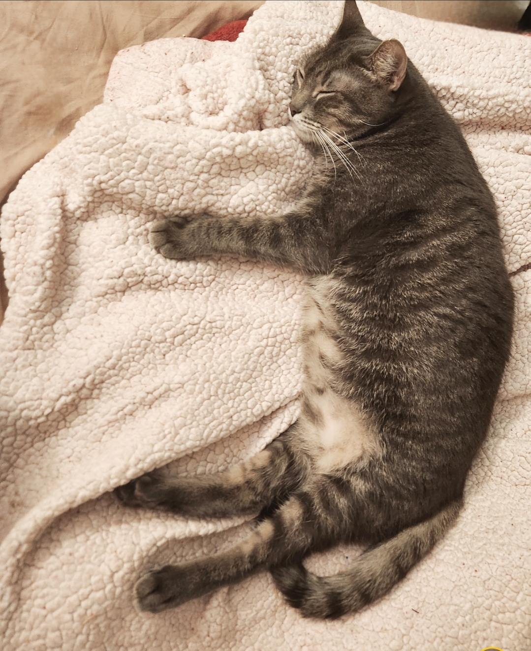 Enlarge Cleopatra (Cleo), a Adoptable mixed breed in BEVERLY HILLS, CA image 2/3