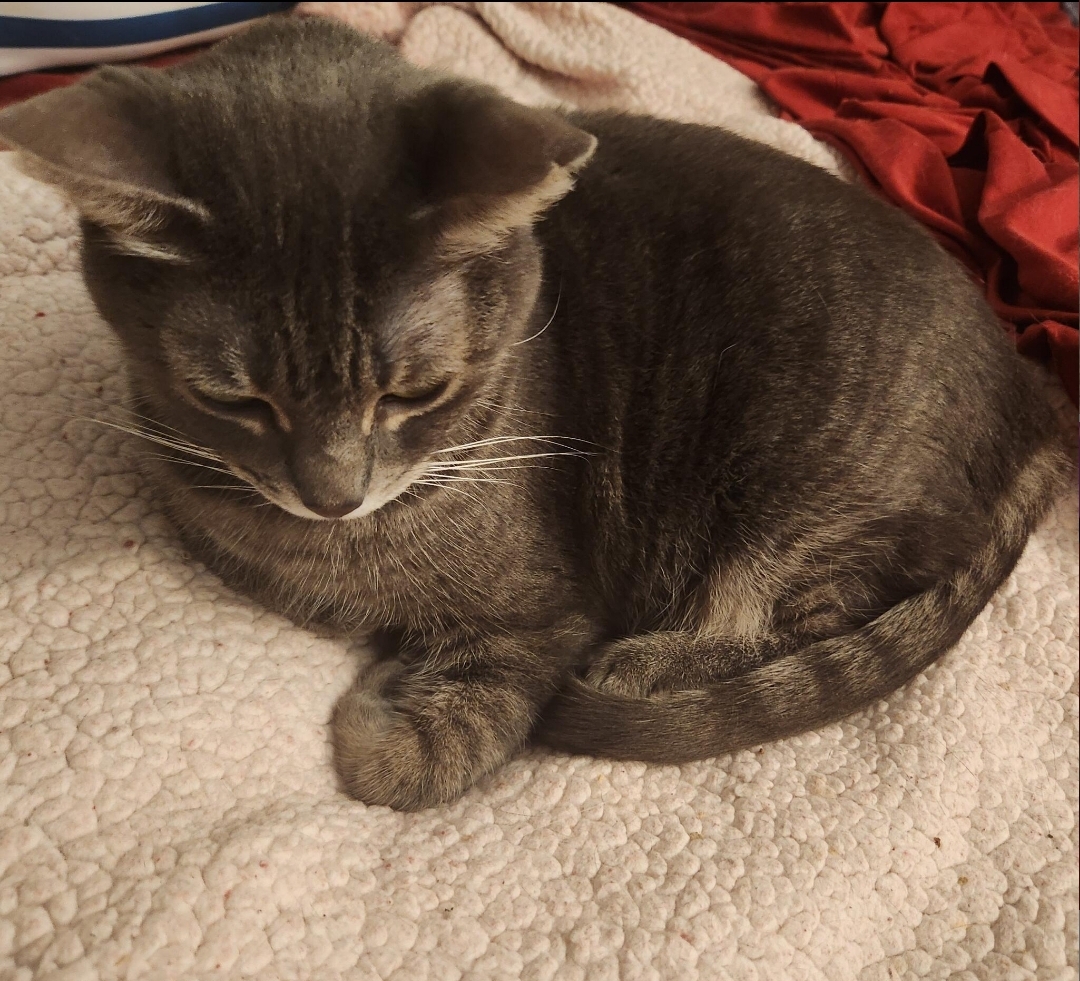 Enlarge Cleopatra (Cleo), a Adoptable mixed breed in BEVERLY HILLS, CA image 3/3