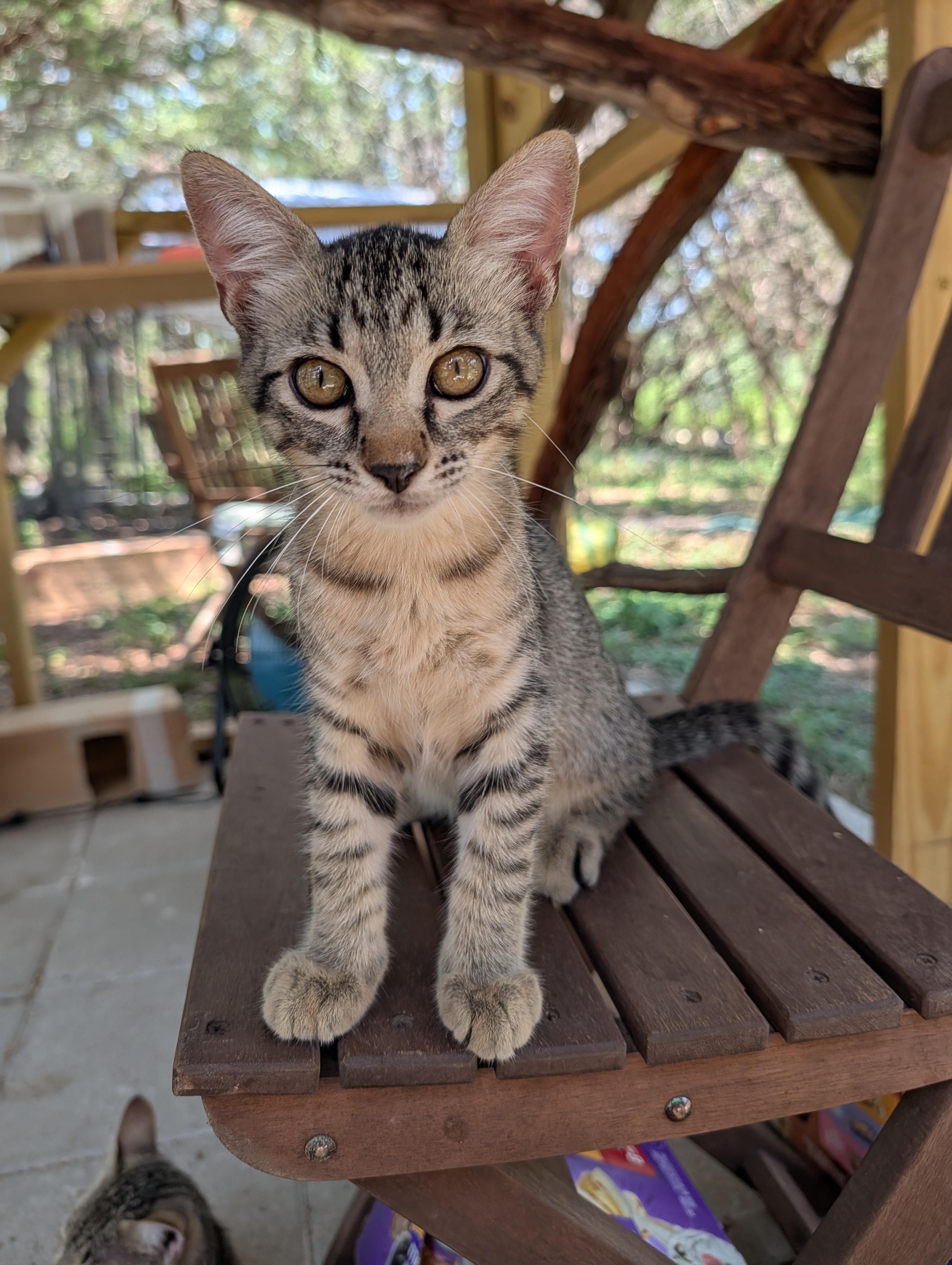 Enlarge Slugger, a Adopted mixed breed in Fischer, TX image 2/3
