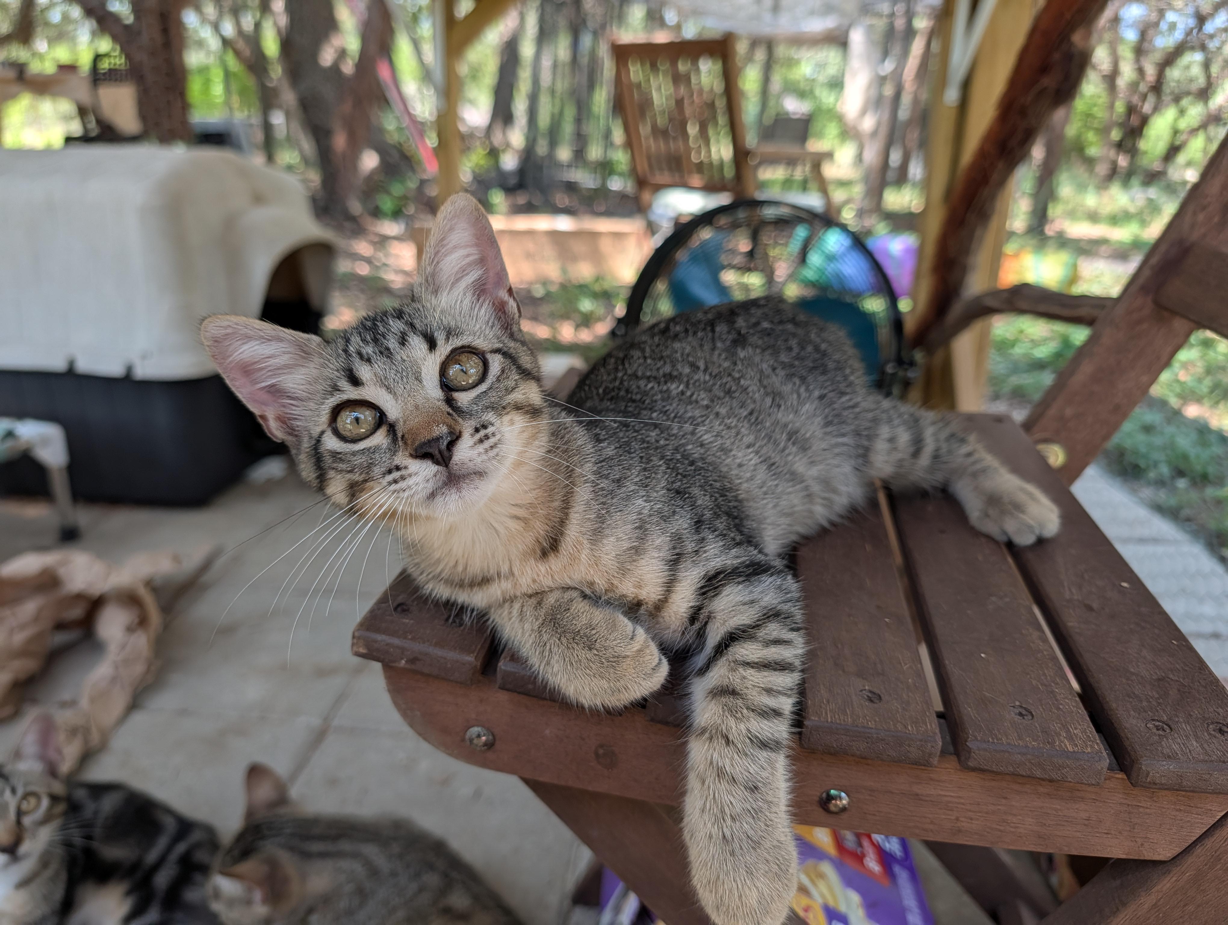 Enlarge Slugger, a Adopted mixed breed in Fischer, TX image 1/3