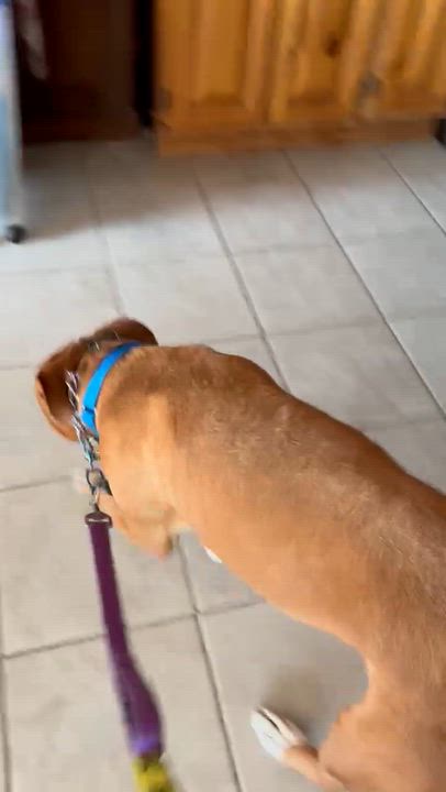 Enlarge Tanner, a Adoptable Terrier in New Boston, NH video 5/5