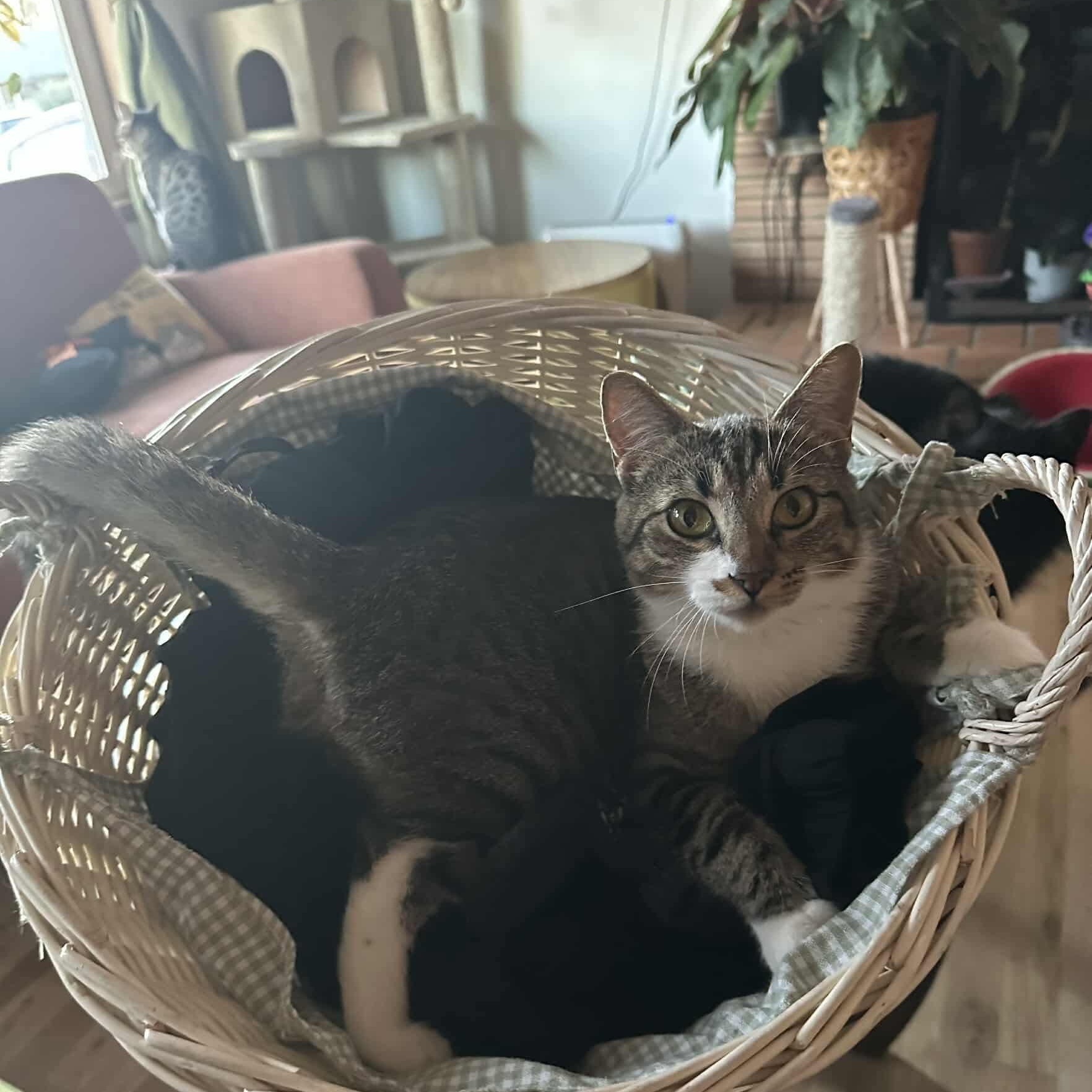 Rosie - 20% off, a Adoptable mixed breed in Gladstone, OR image 3/5