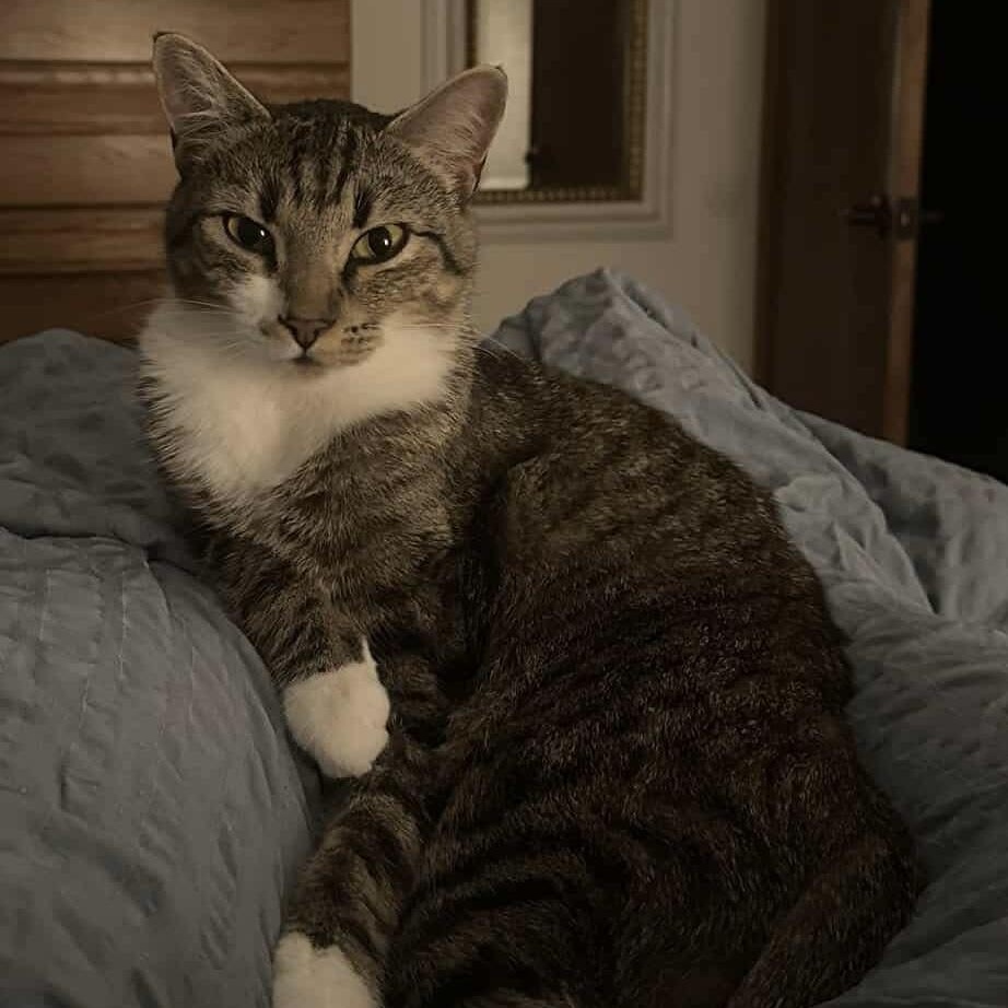 Rosie - 20% off, a Adoptable mixed breed in Gladstone, OR image 4/5