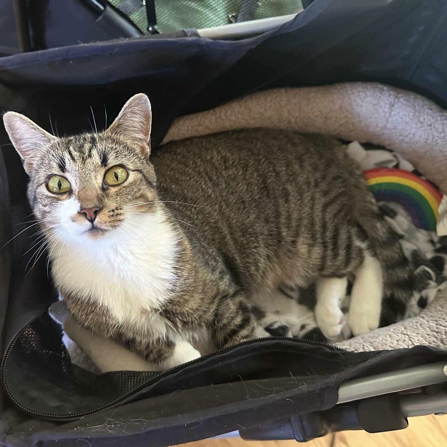 Rosie - 20% off, a Adoptable mixed breed in Gladstone, OR image 2/5