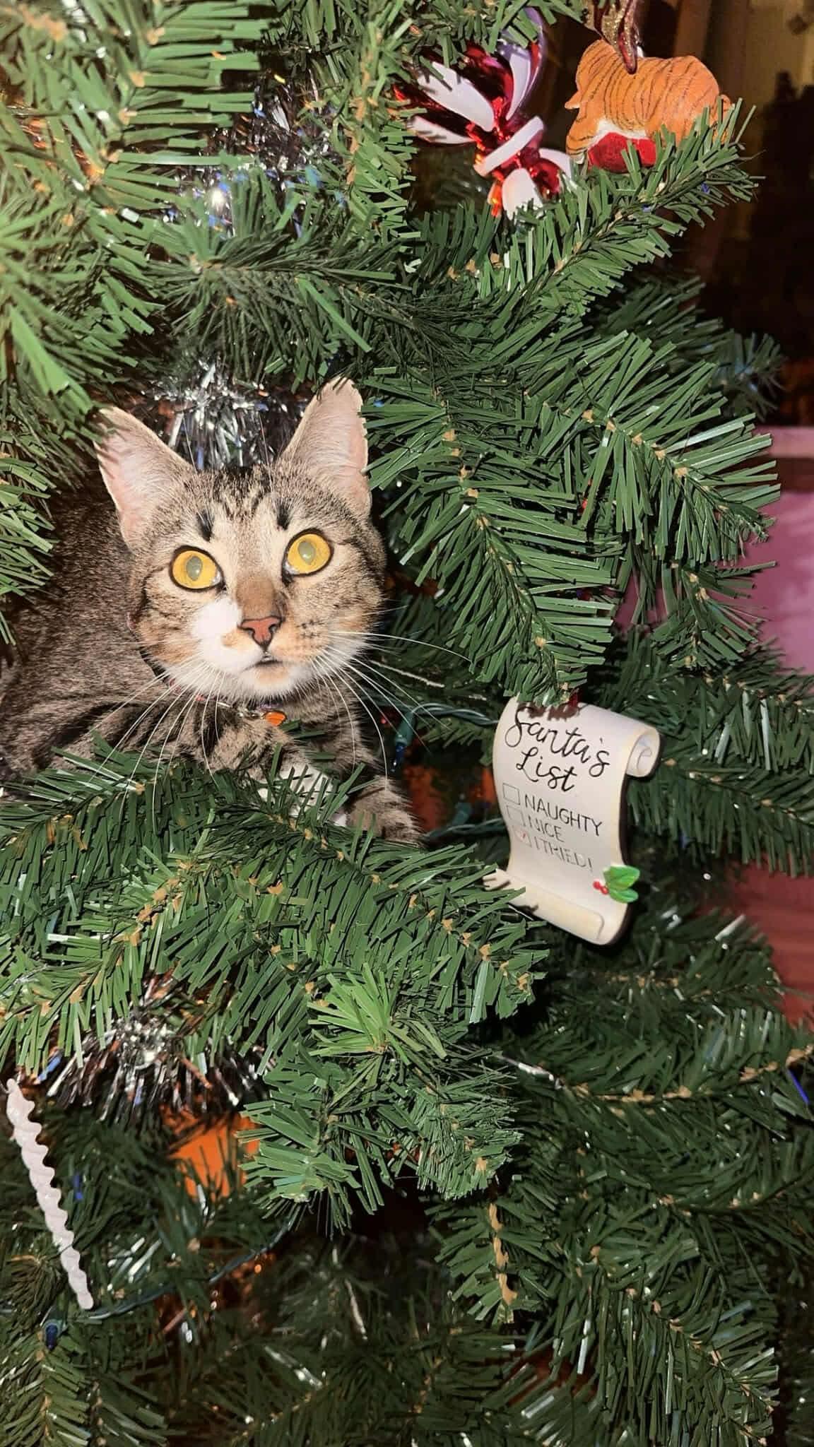 Rosie - 20% off, Adoptable, Adult Female Domestic Short Hair & Tabby.