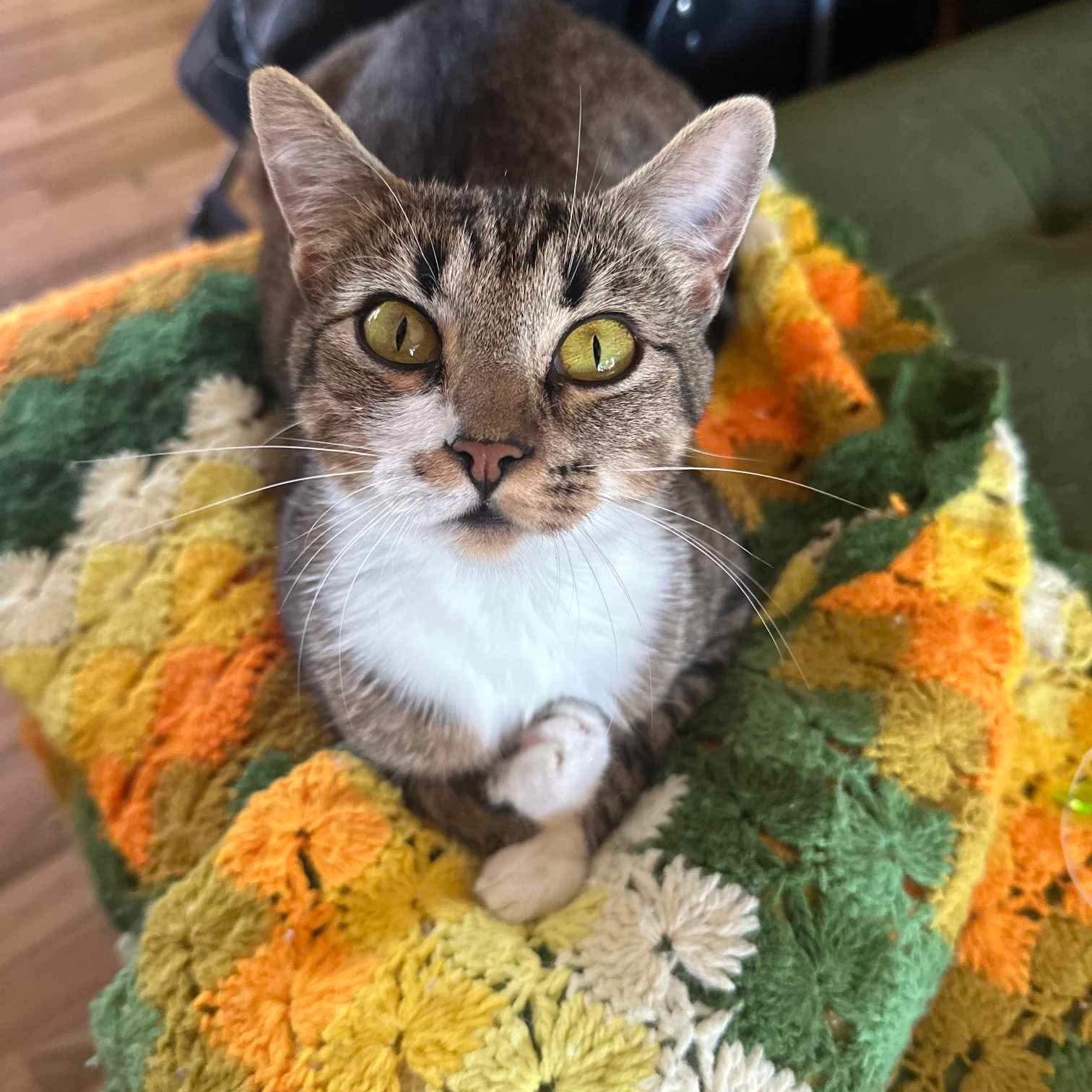 Rosie - 20% off, a Adoptable mixed breed in Gladstone, OR image 5/5