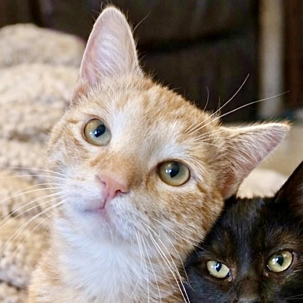 Enlarge Tamone, a Adoptable Domestic Short Hair in Georgetown, KY image 1/1